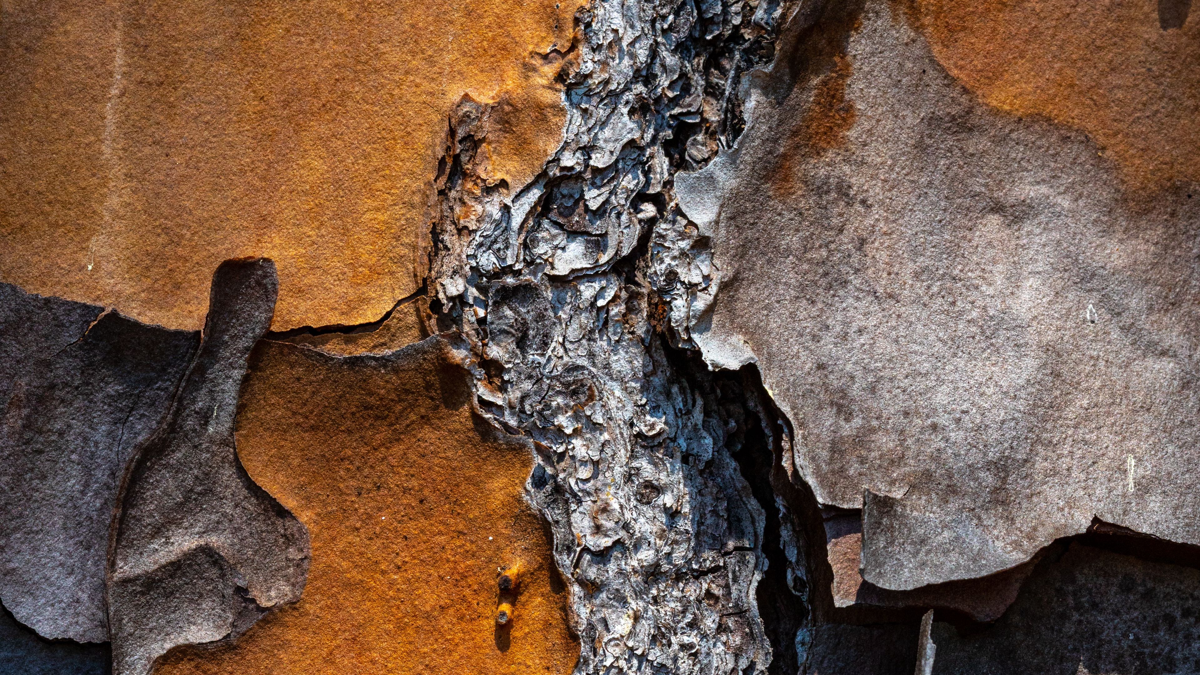bark, pine, tree, macro, 4k, HD Wallpaper