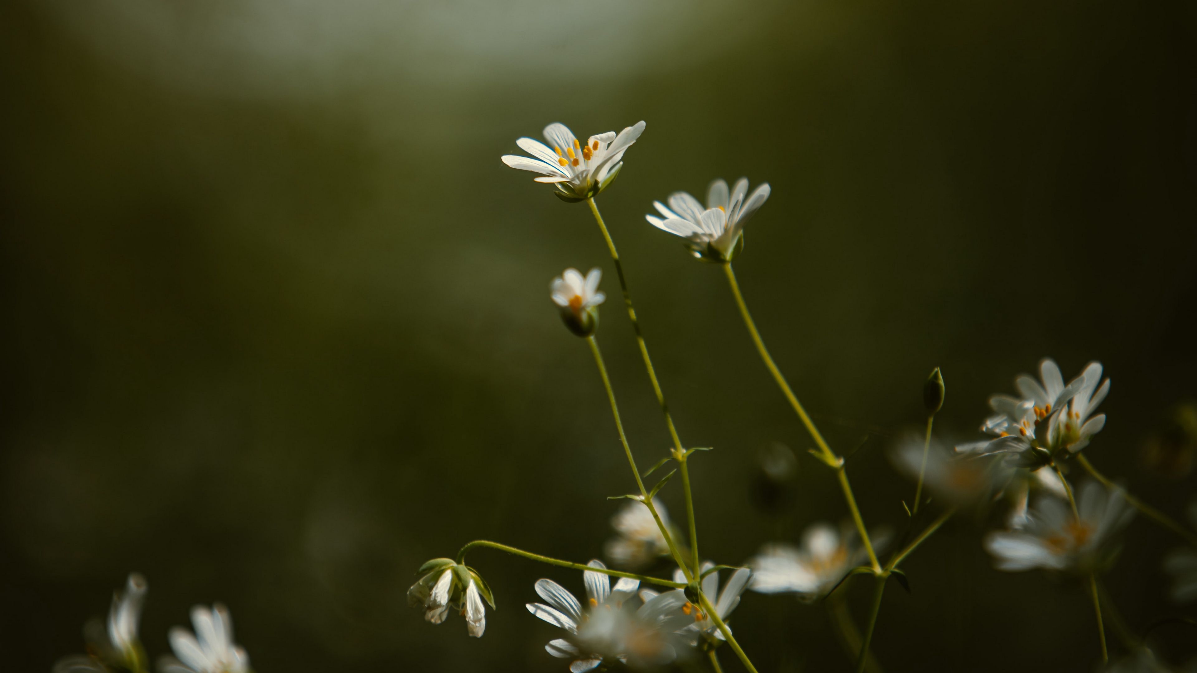 stellaria, flowers, petals, grass, focus, 4k, HD Wallpaper