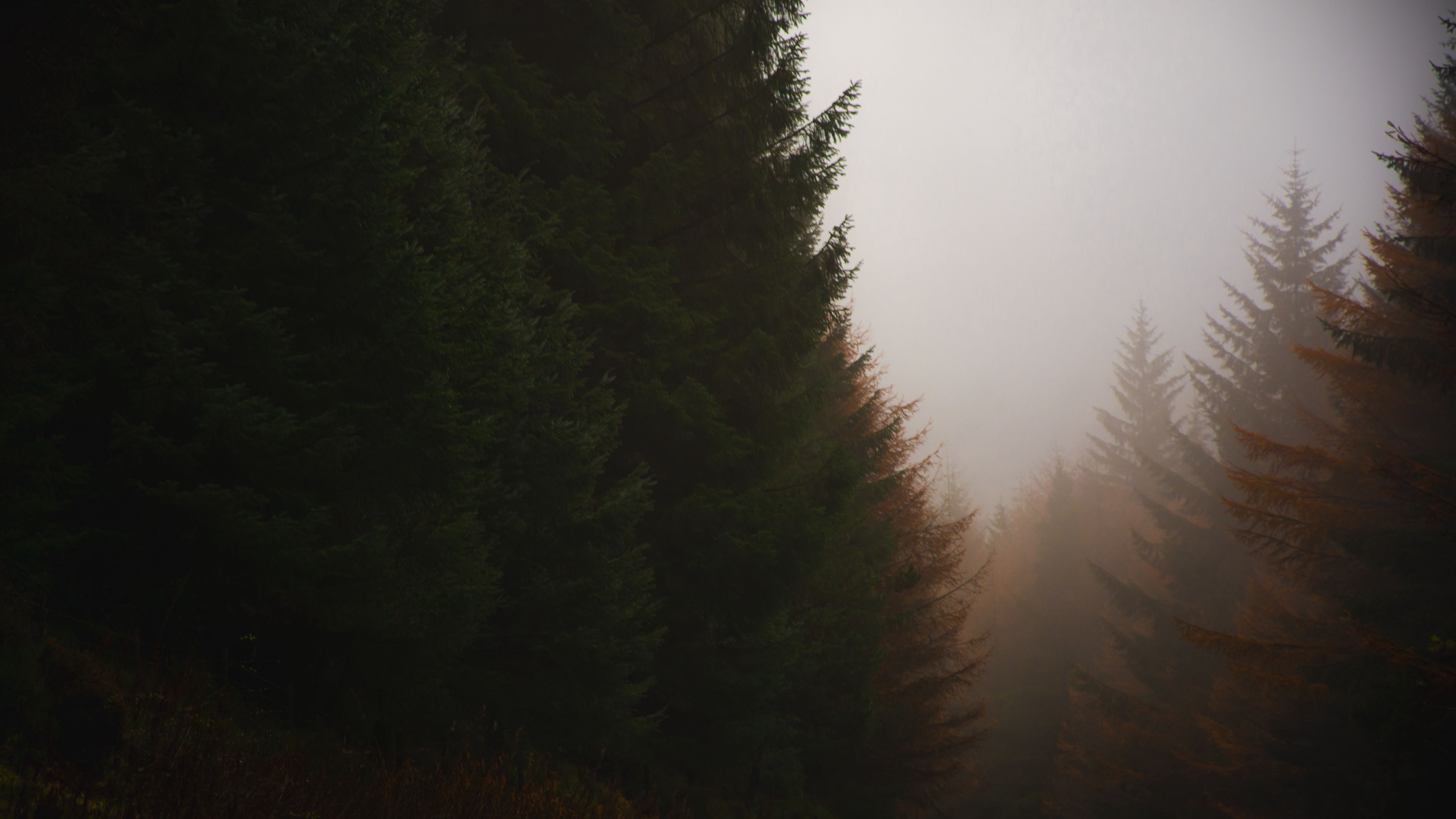 forest, conifer, fog, trees, autumn, 4k, HD Wallpaper