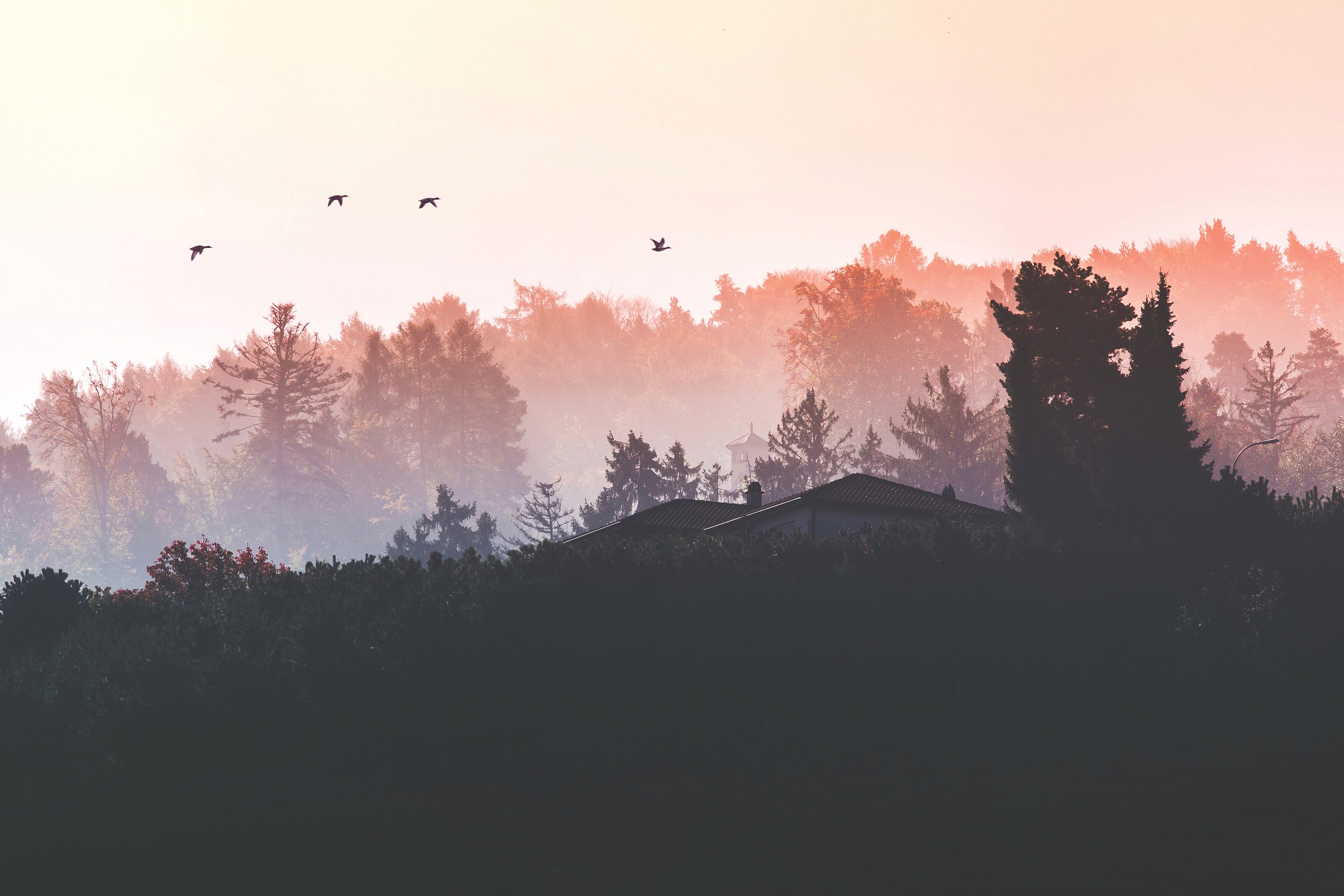nature, hd, birds, 4k, HD Wallpaper