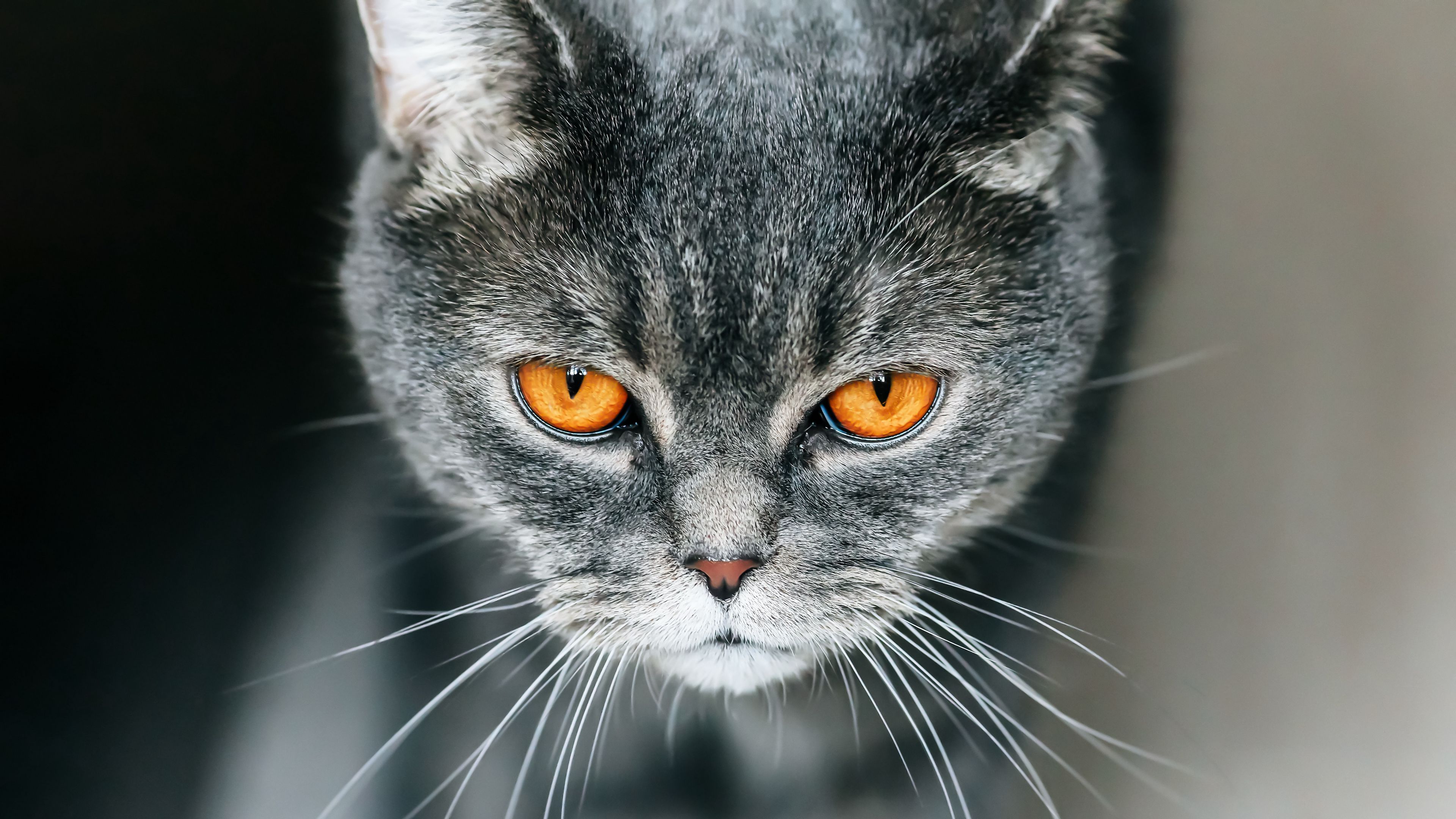 cat, british, gray, pet, 4k, HD Wallpaper