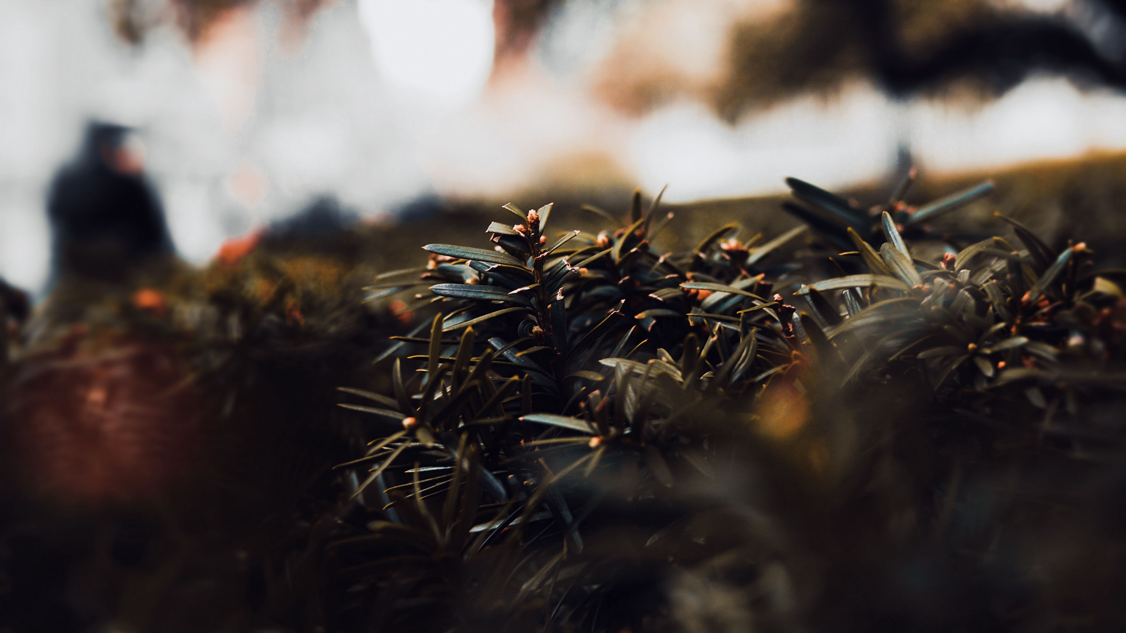 bushes, plants, macro, close-up, 4k, HD Wallpaper