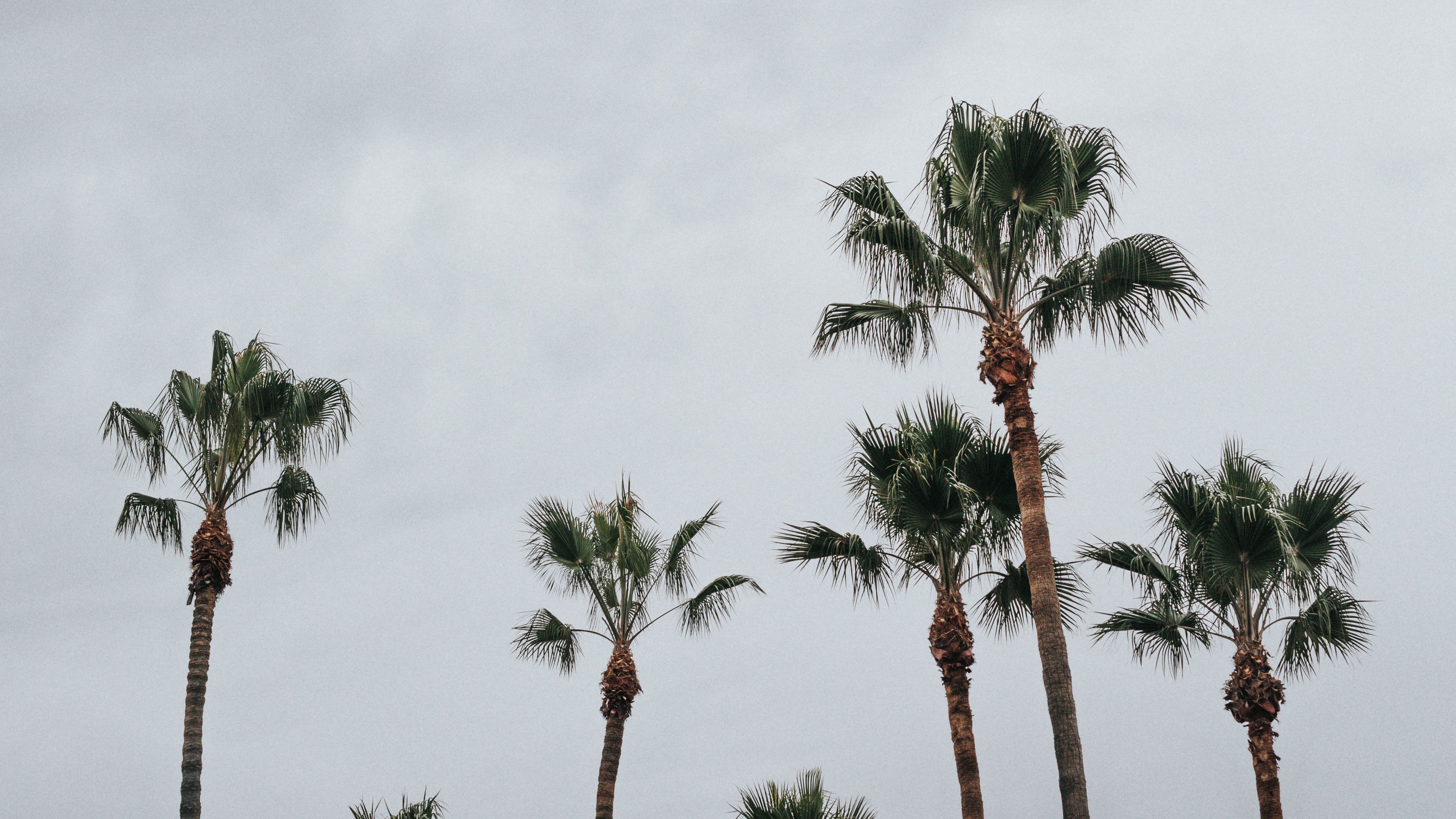 palms, trees, sky, tropics, 4k, HD Wallpaper