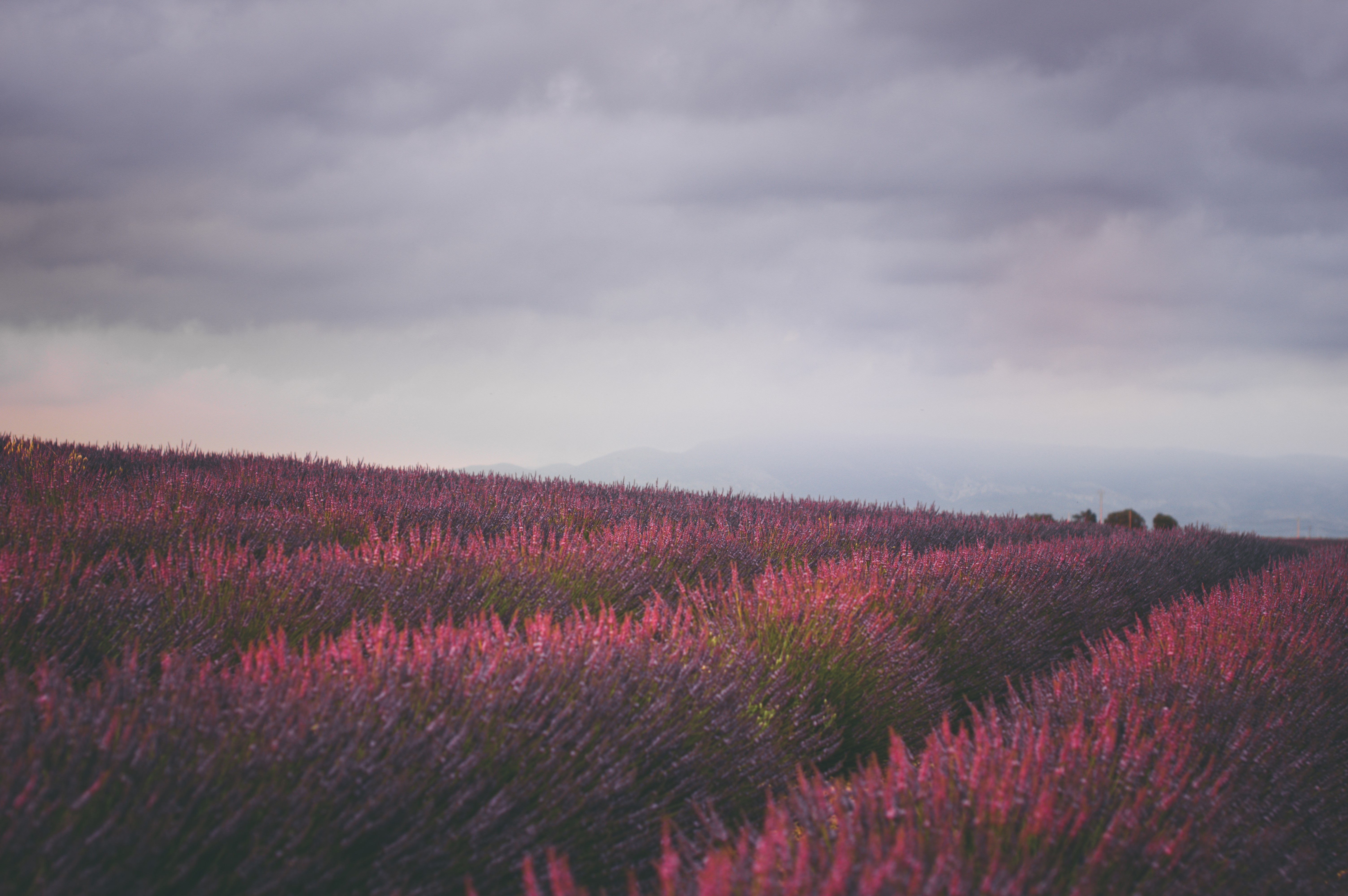 field, nature, hd, 4k, 5k, HD Wallpaper