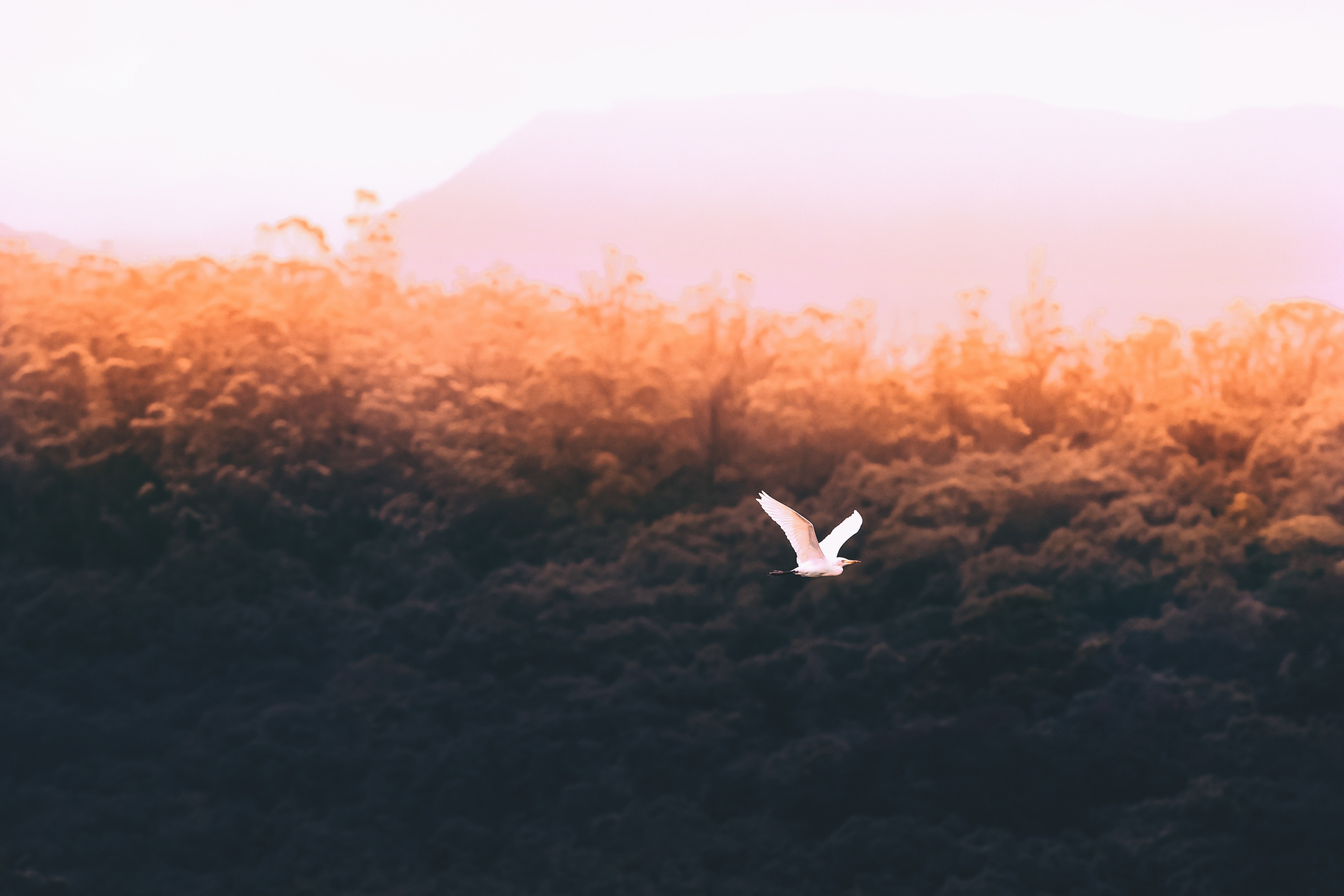birds, forest, nature, hd, 4k, 5k, HD Wallpaper