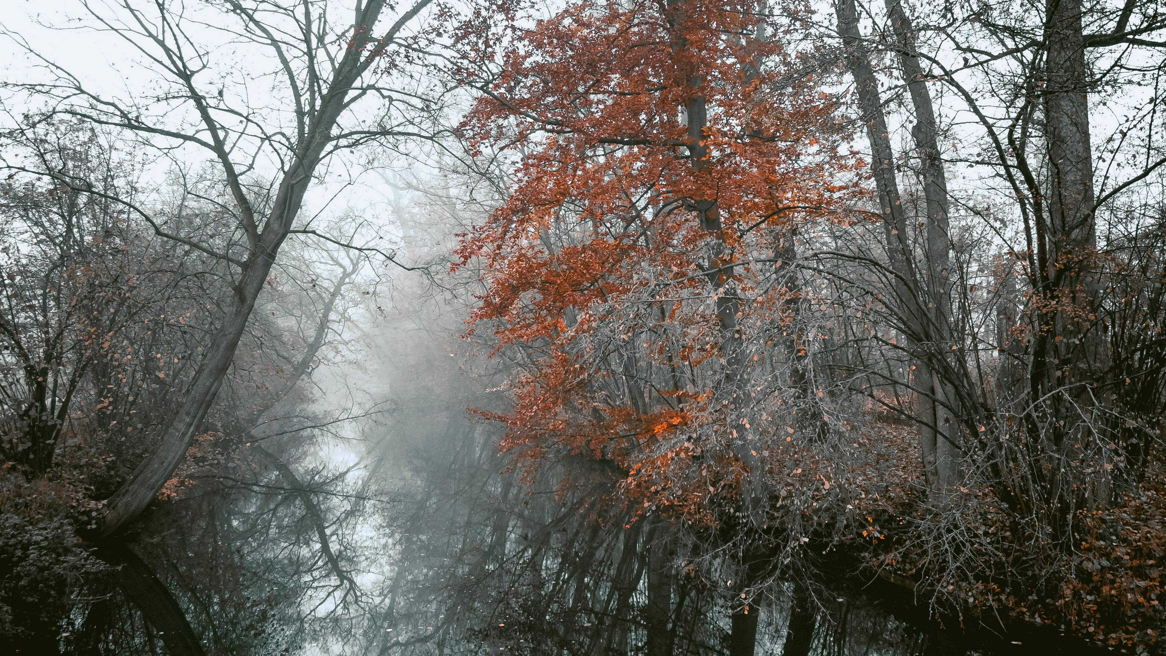 river, trees, fog, autumn, landscape, 4k, HD Wallpaper