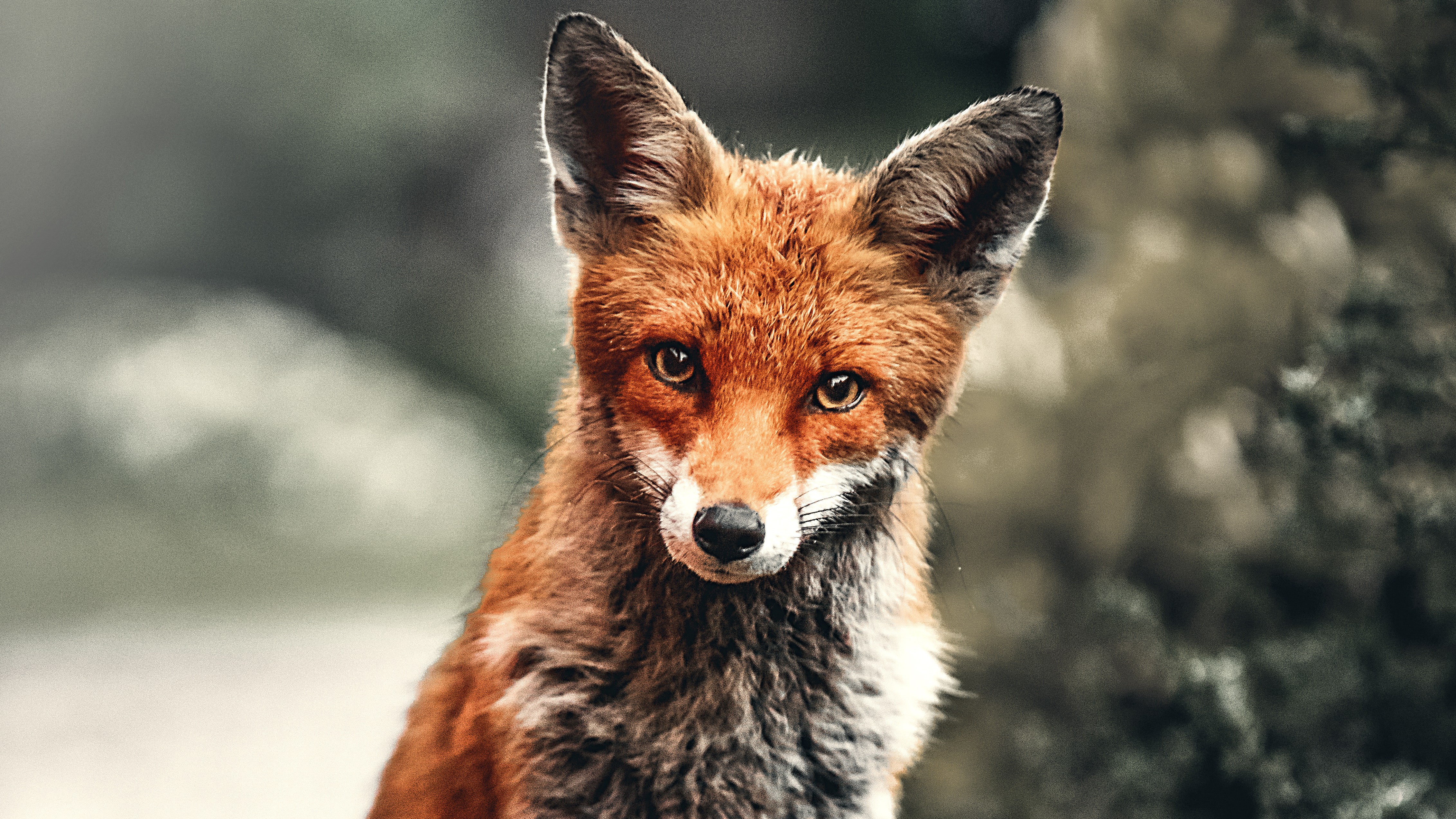 fox, animals, hd, 4k, HD Wallpaper