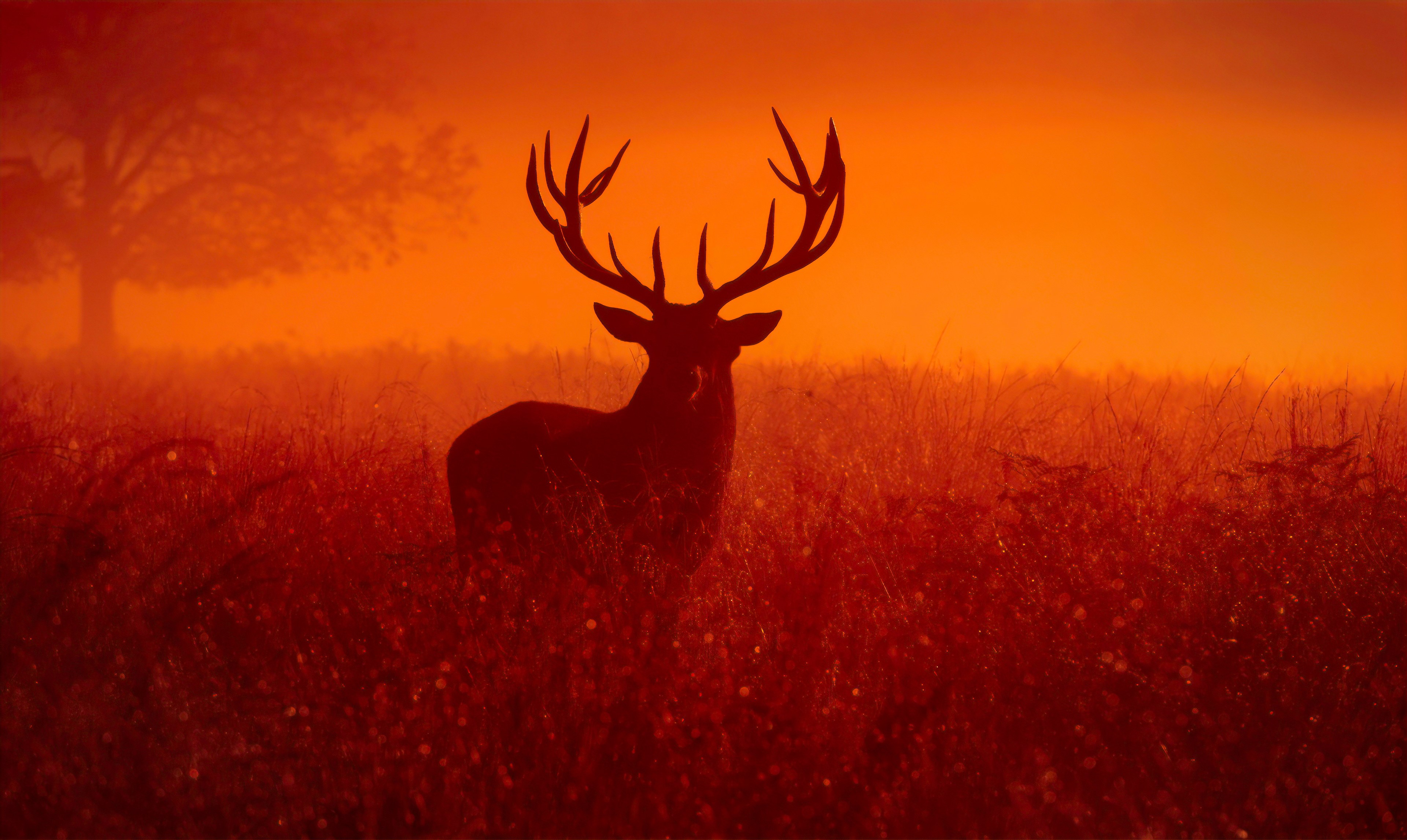 reindeer, animals, hd, 4k, silhouette, HD Wallpaper