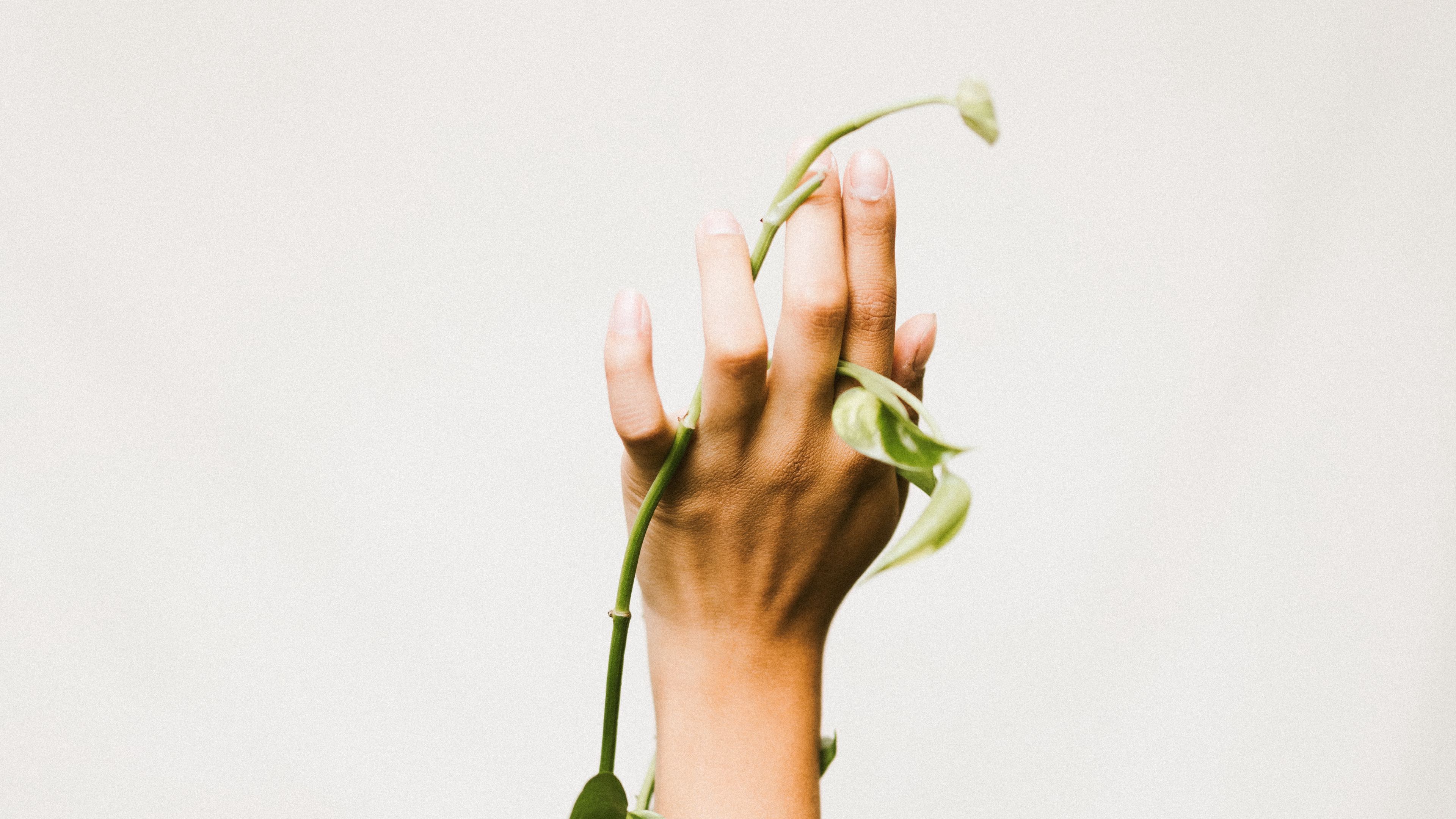 hand, plant, liana, green, 4k, HD Wallpaper