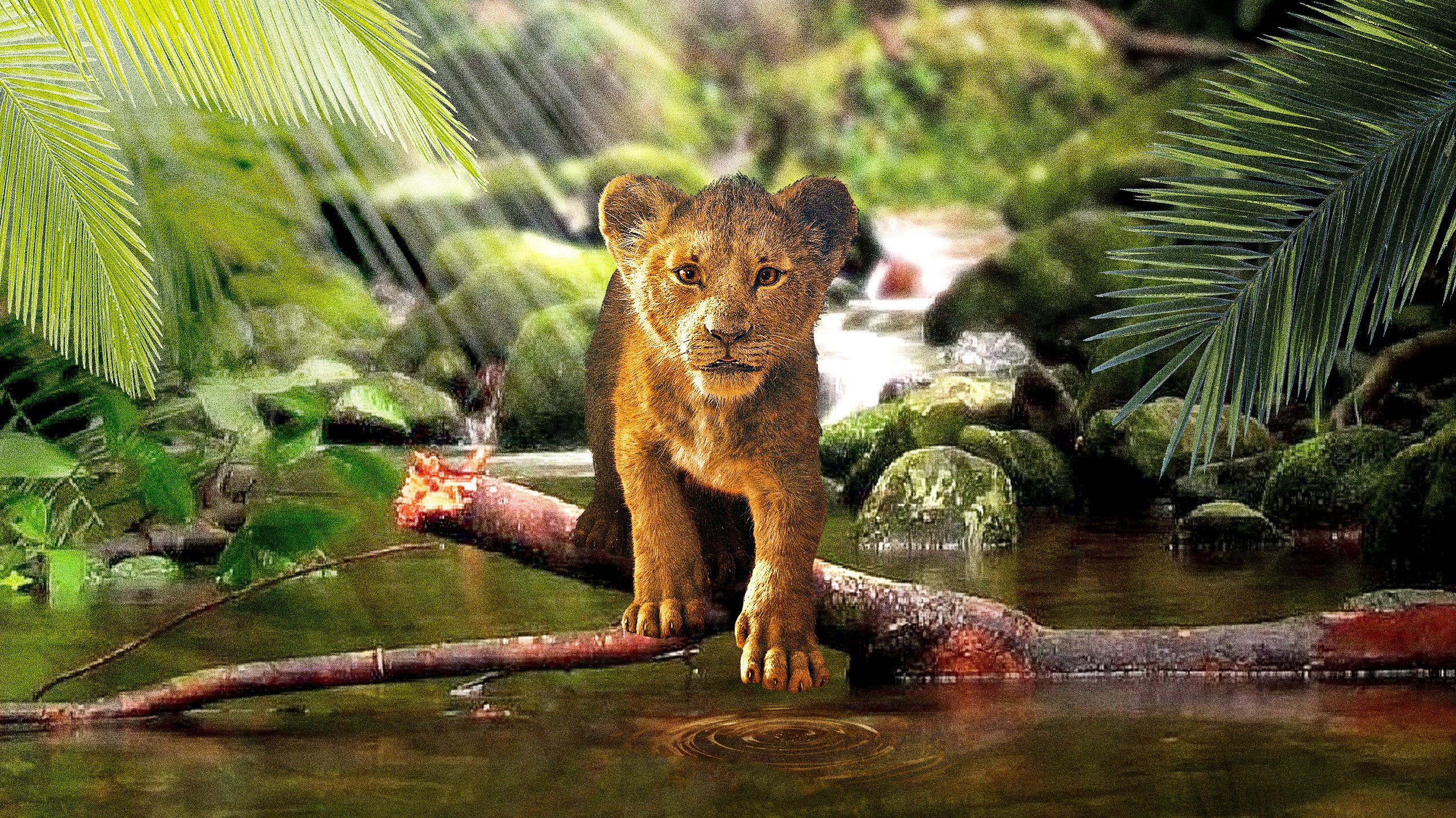 the lion king, lion, 2019 movies, movies, hd, disney, simba, behance, HD Wallpaper