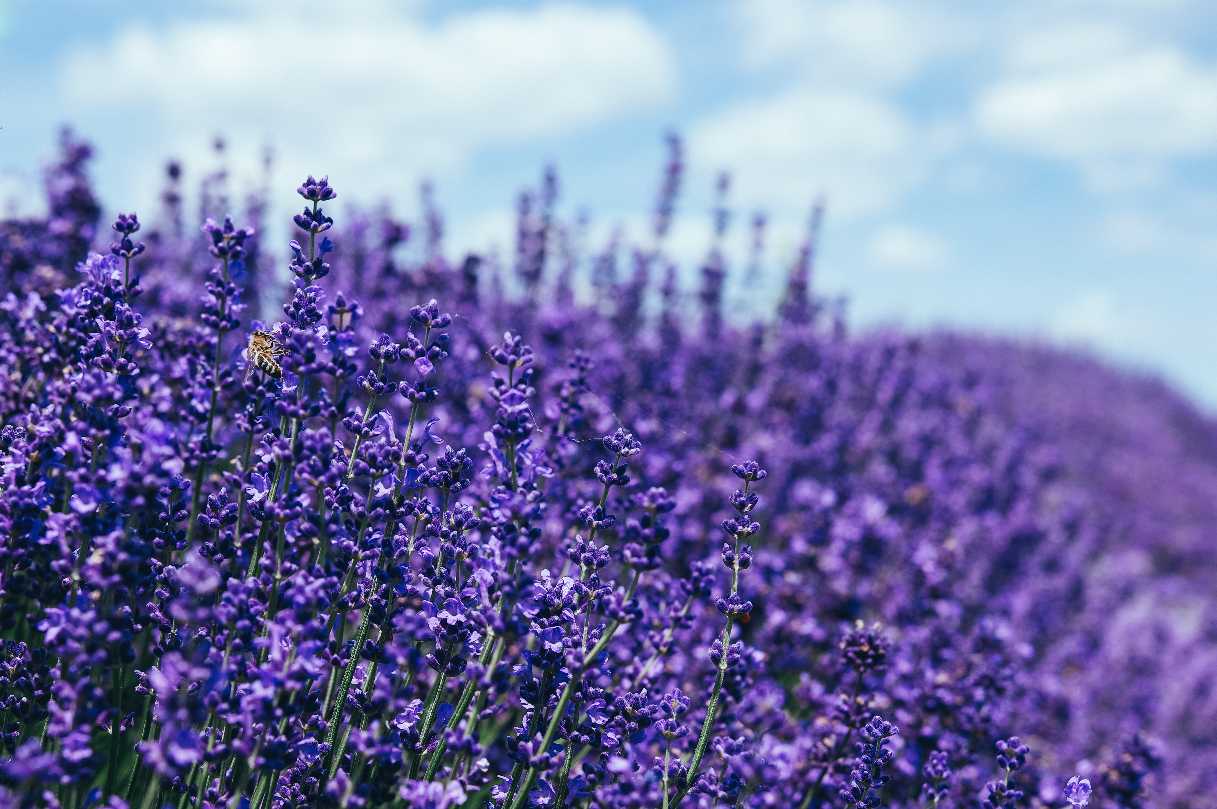 lavender, nature, hd, 4k, 5k, HD Wallpaper