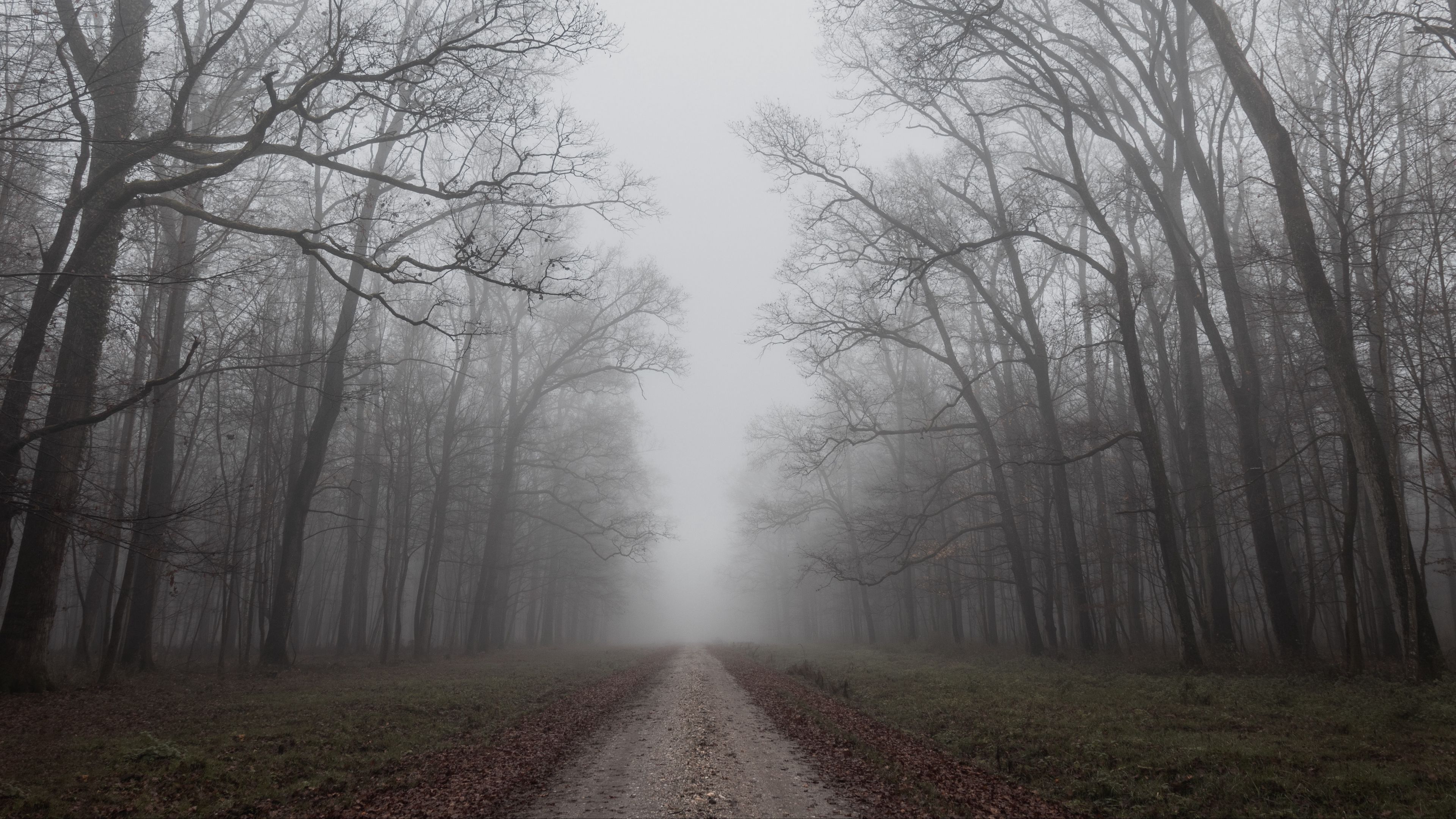 road, trees, fog, nature, autumn, 4k, HD Wallpaper