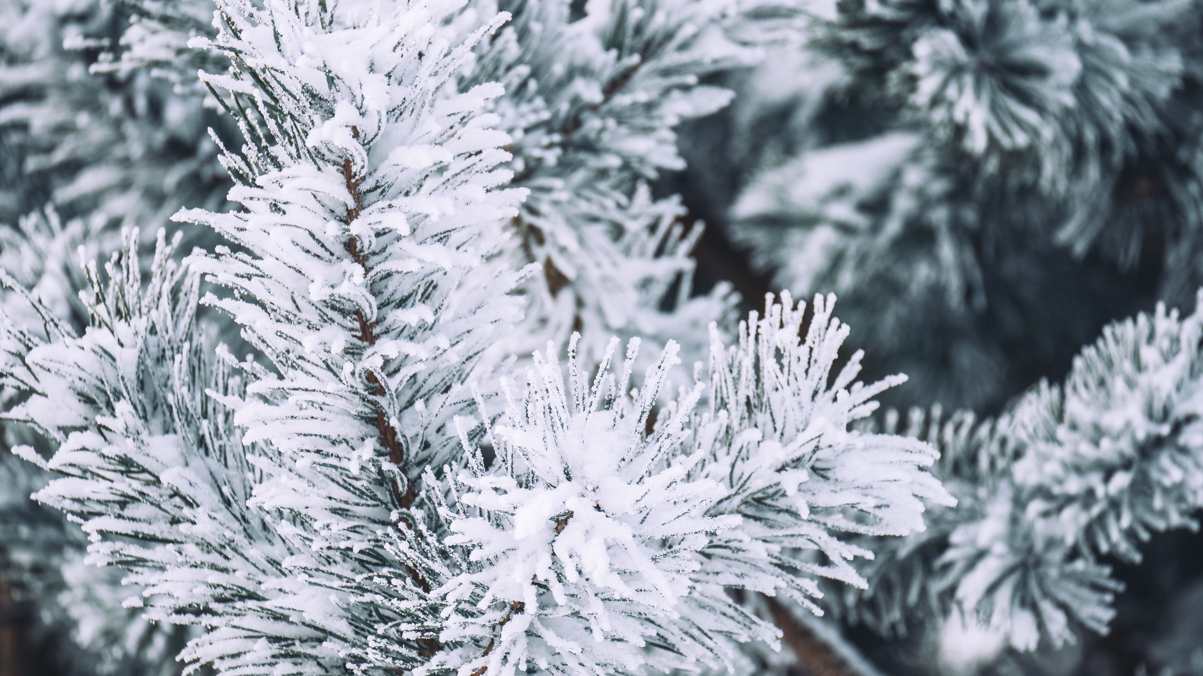 branch, pine, snow, macro, winter, 4k, HD Wallpaper