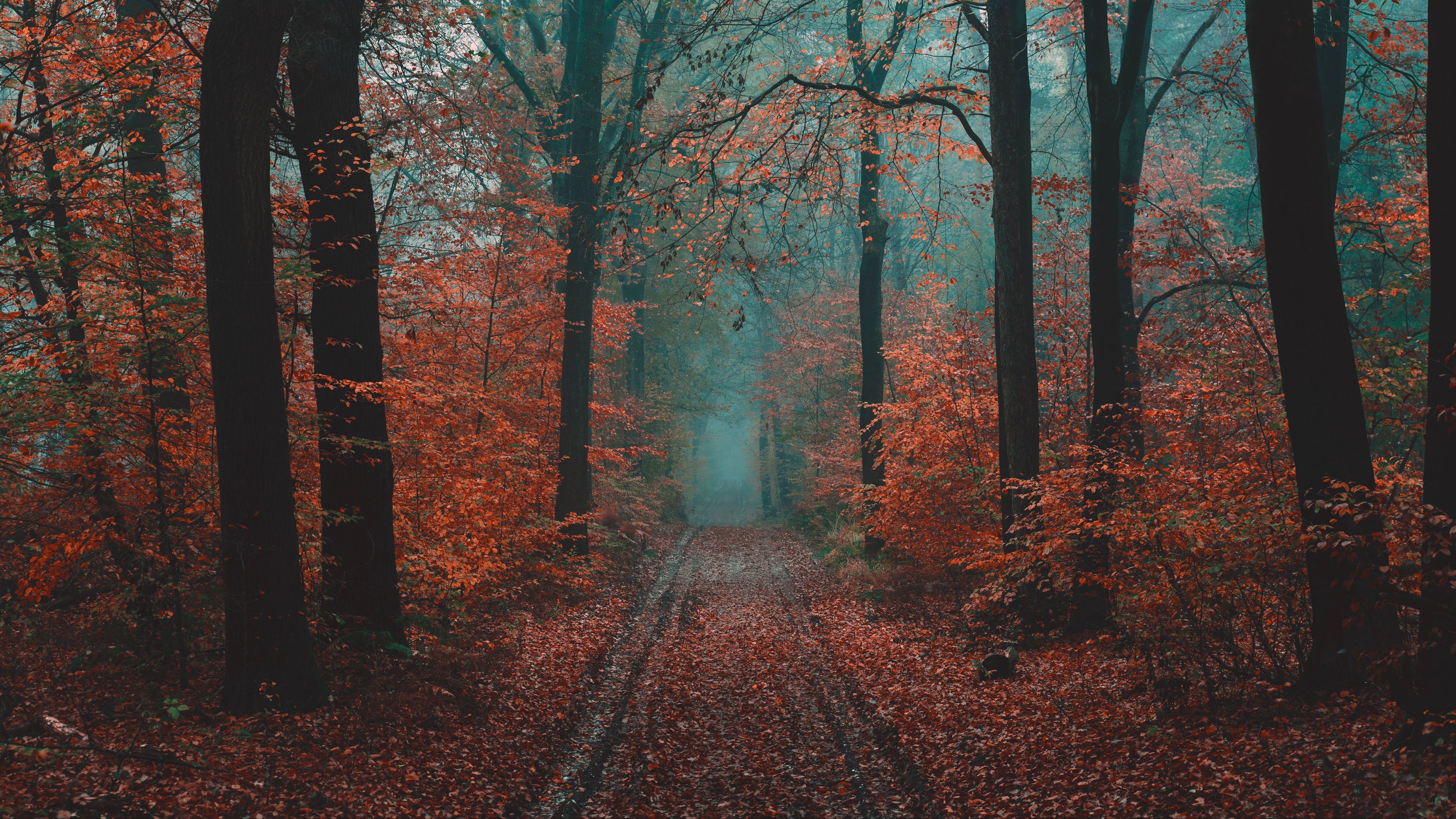 forest, path, fog, nature, autumn, 4k, HD Wallpaper