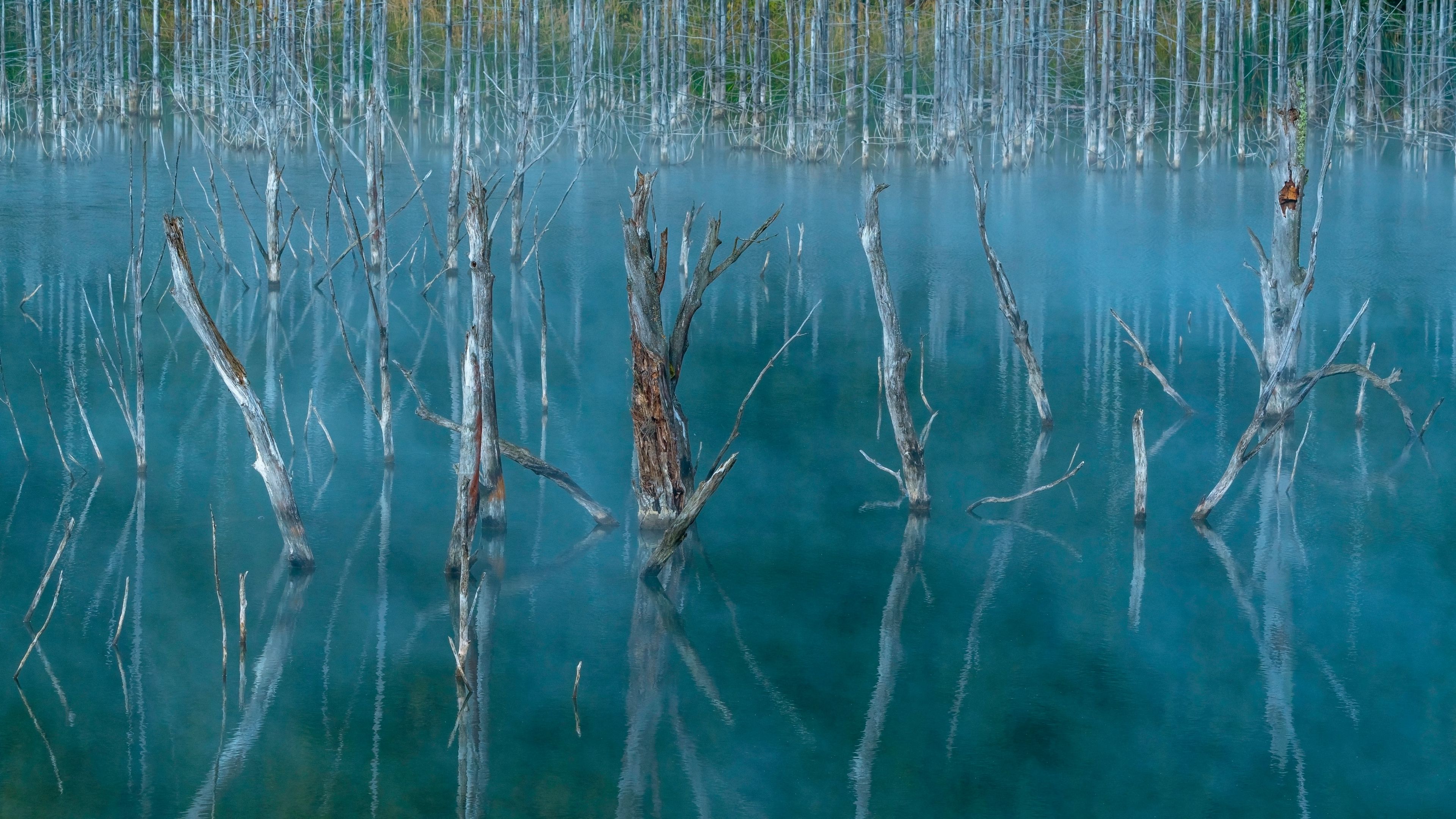 lake, swamp, trees, nature, 4k, HD Wallpaper