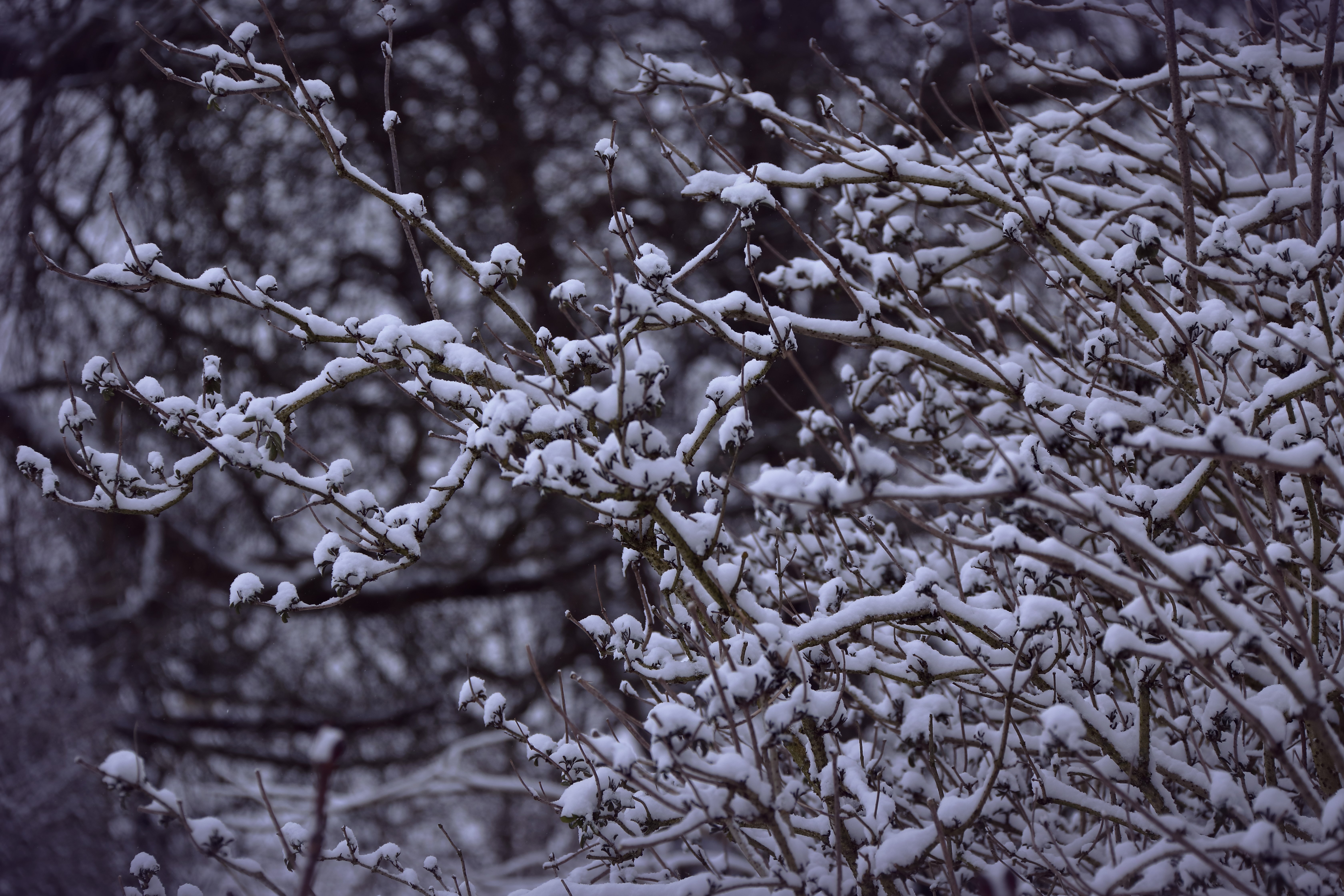 snow, tree, nature, hd, 4k, 5k, HD Wallpaper