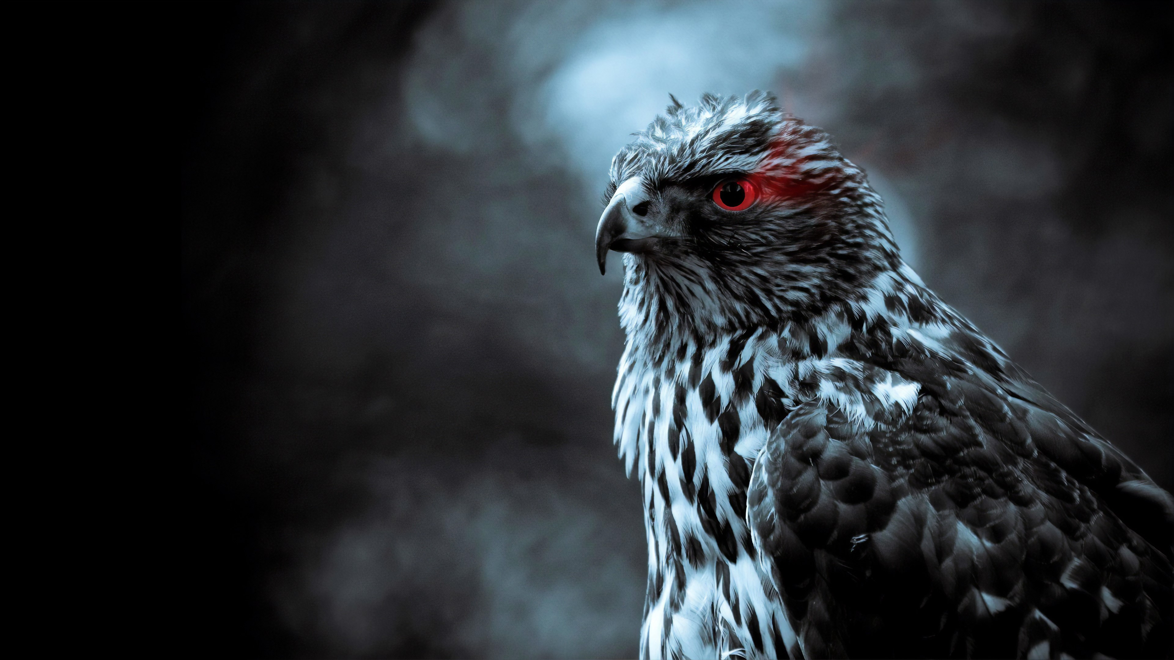 eagle, birds, hd, 4k, HD Wallpaper