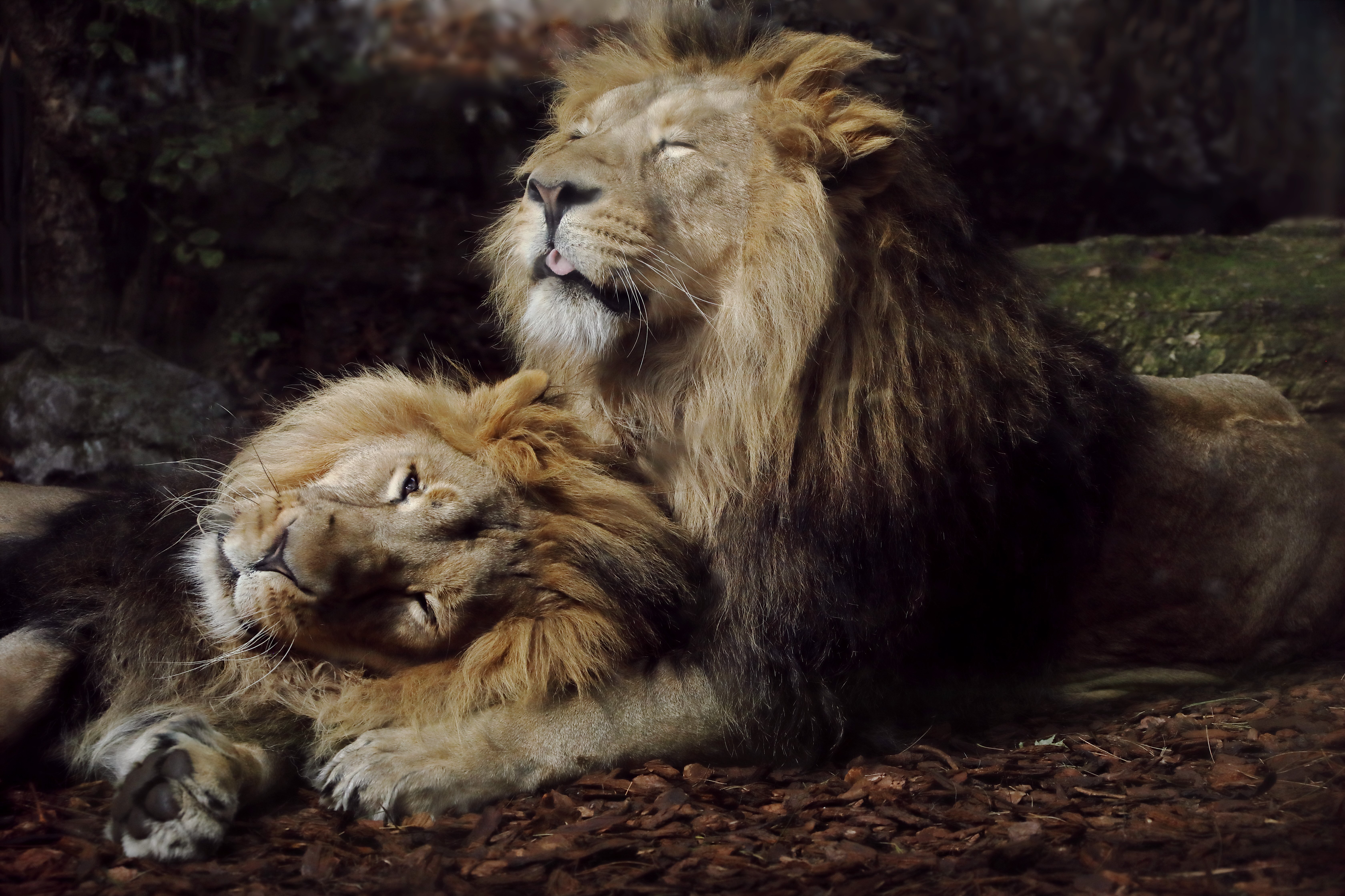 lions, animals, hd, 4k, 5k, HD Wallpaper