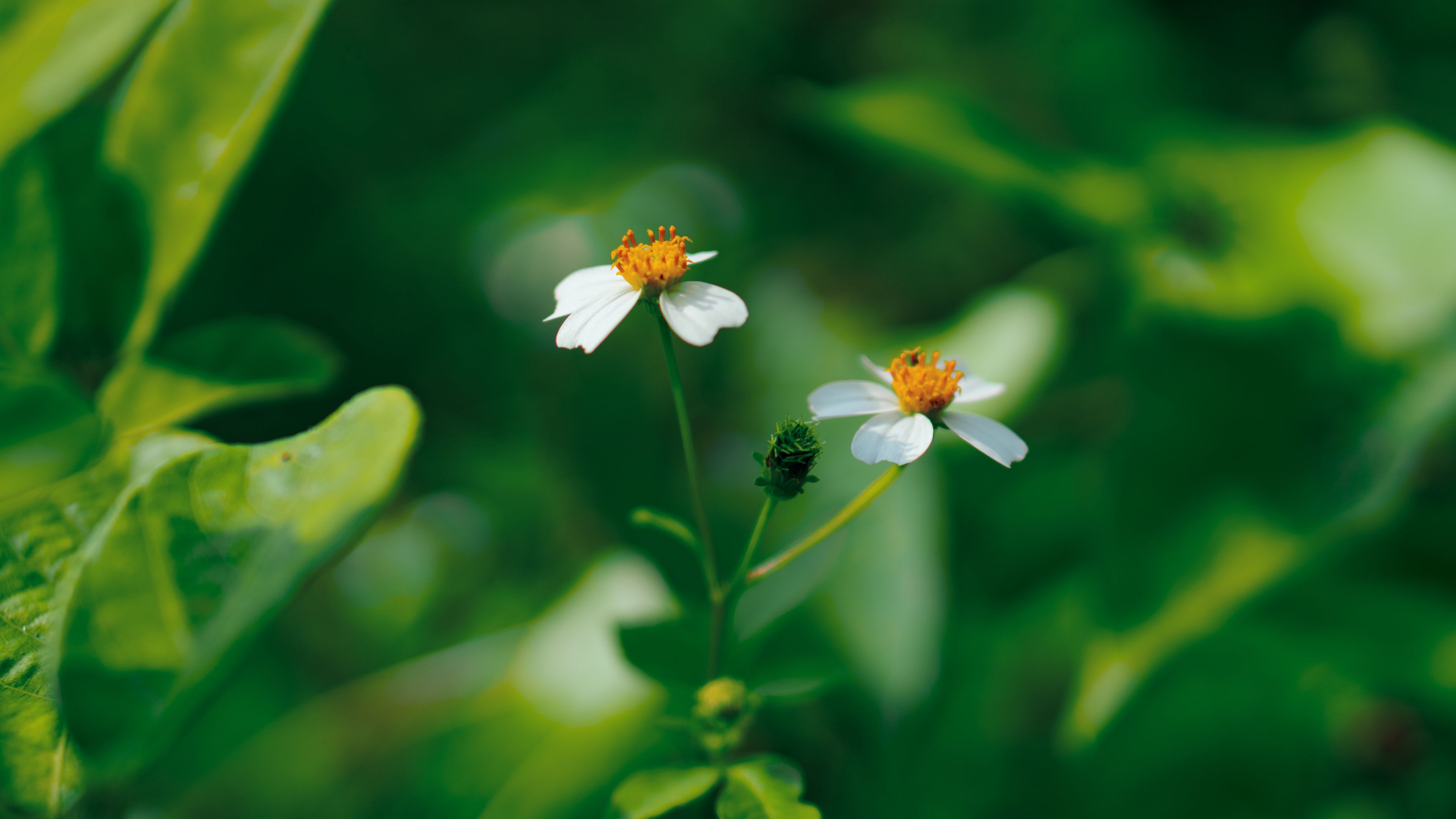flowers, white, macro, plant, bloom, 4k, HD Wallpaper