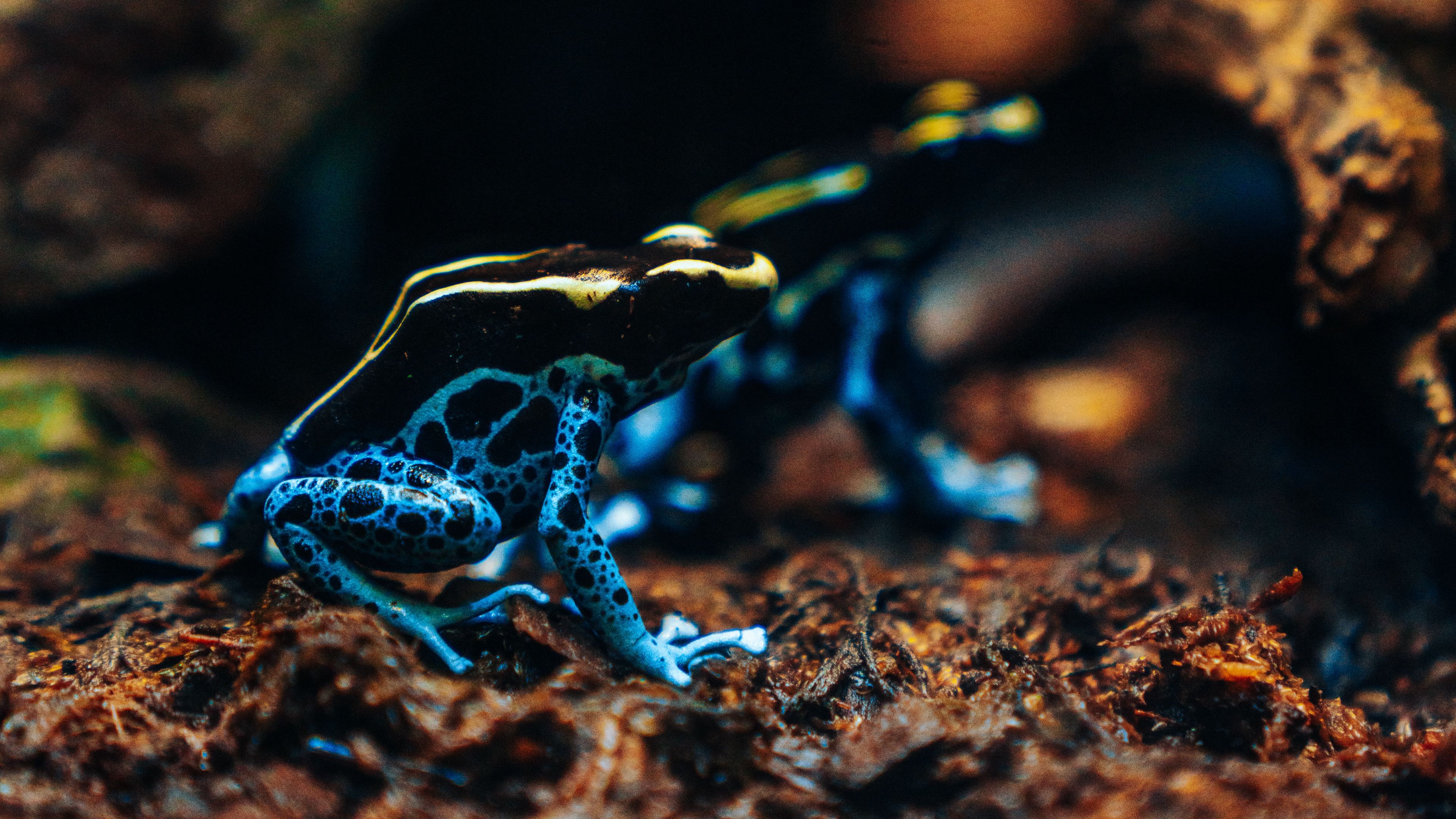 frog, phyllobates, colorful, spotted, exotic, 4k, HD Wallpaper
