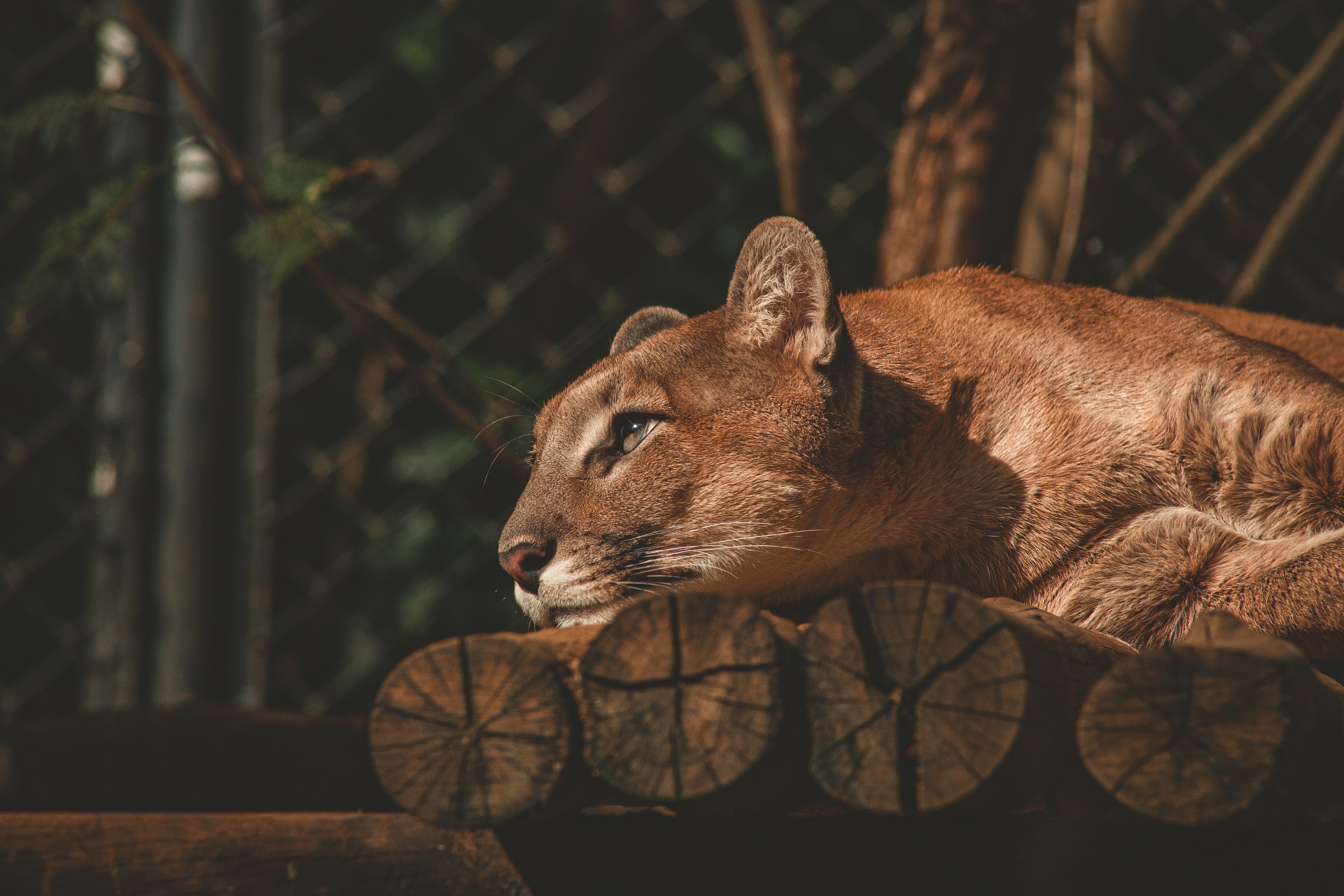 lion, animals, hd, 4k, 5k, HD Wallpaper