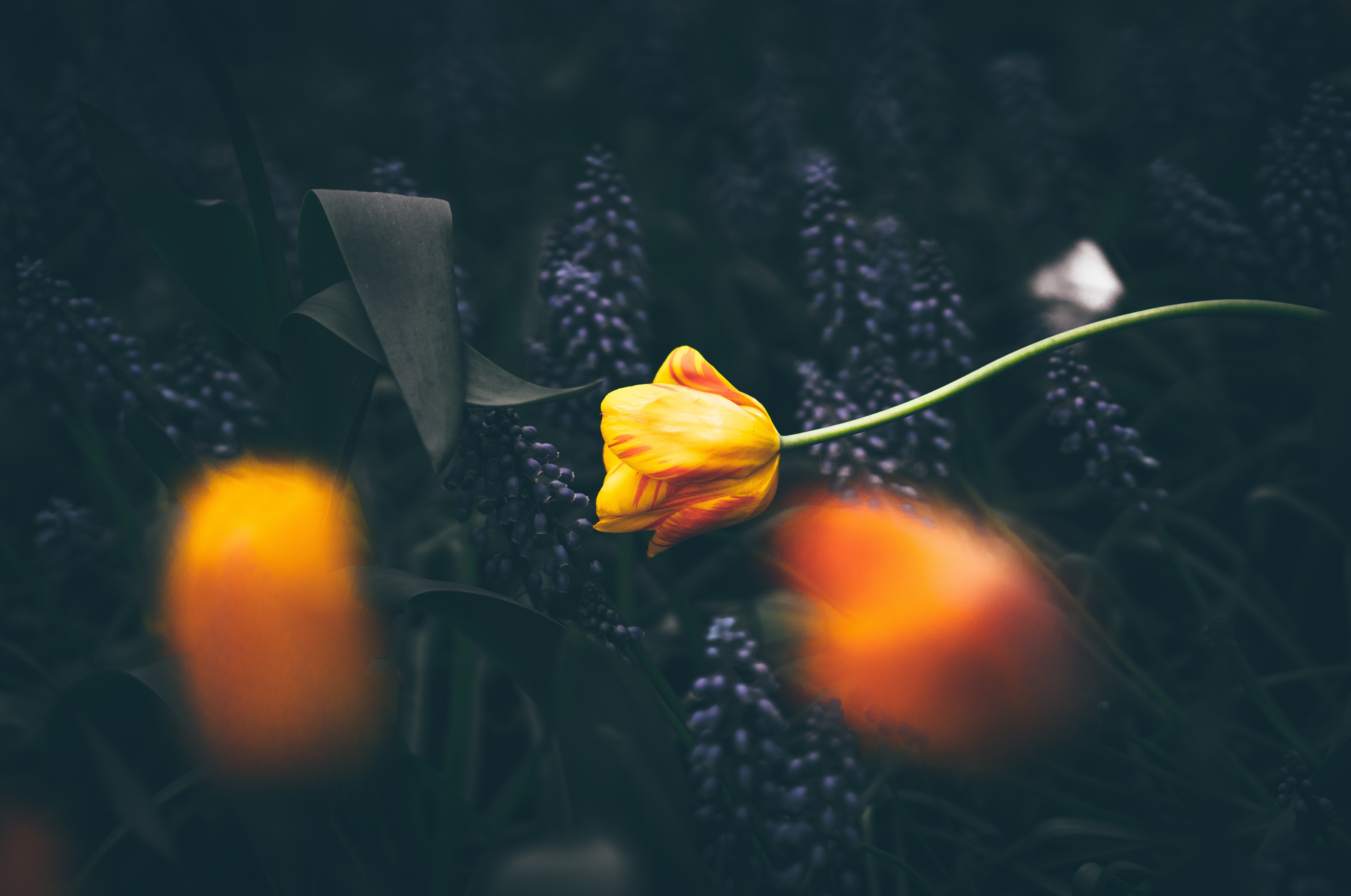 flowers, hd, 4k, 5k, HD Wallpaper