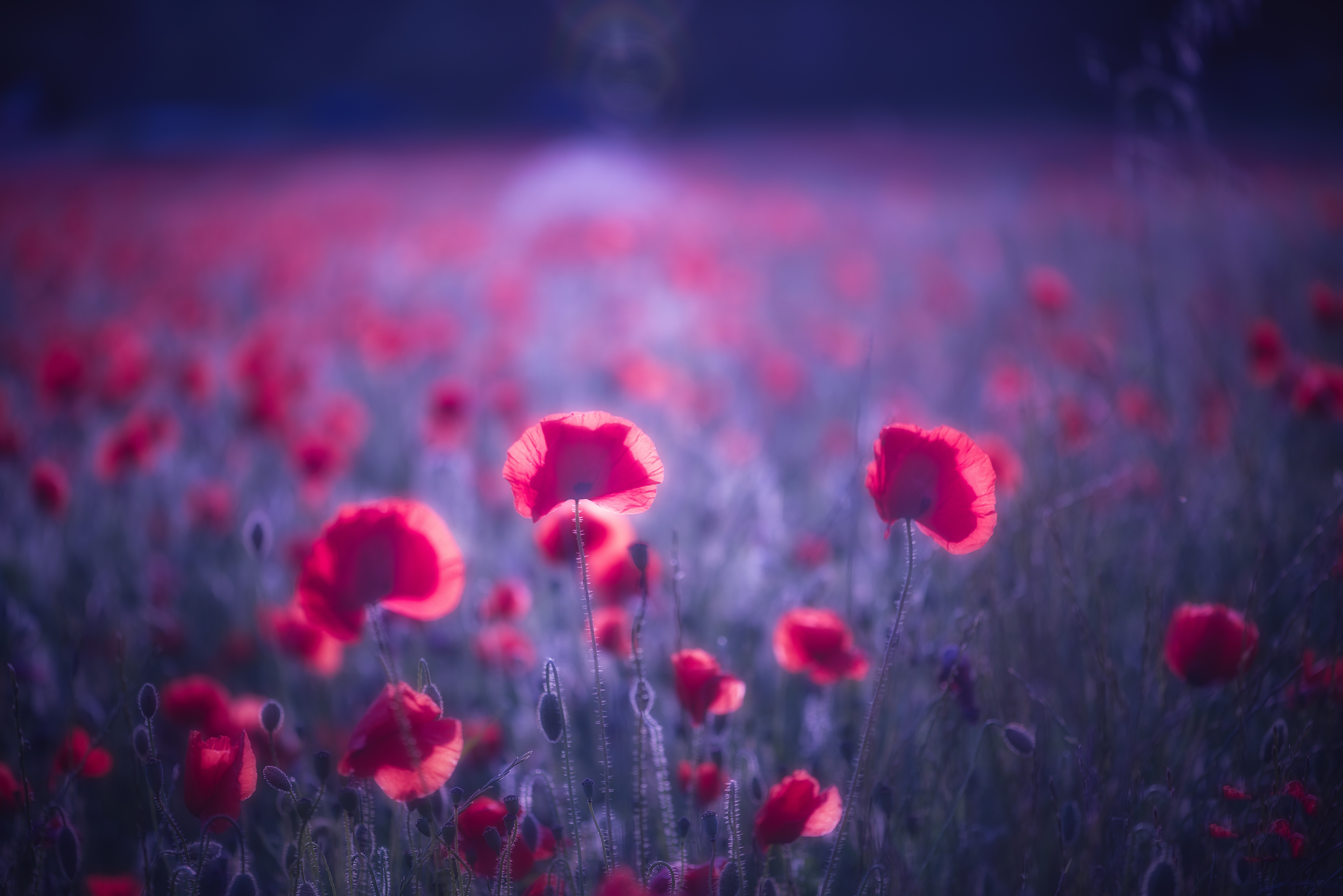 flowers, nature, hd, 4k, 5k, 8k, HD Wallpaper