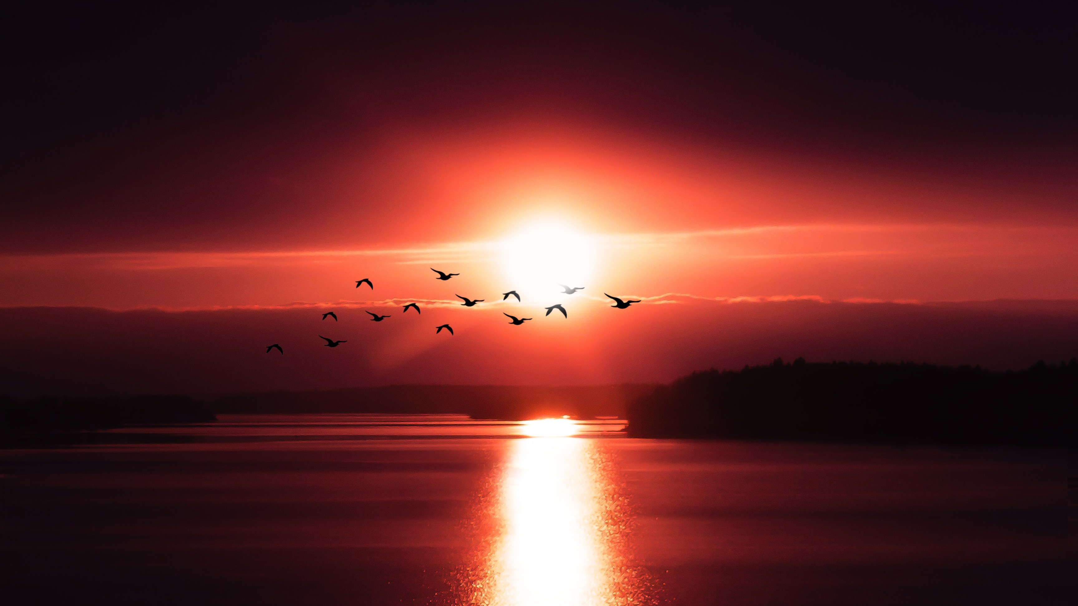 birds, sunset, evening, dark, hd, 4k, HD Wallpaper