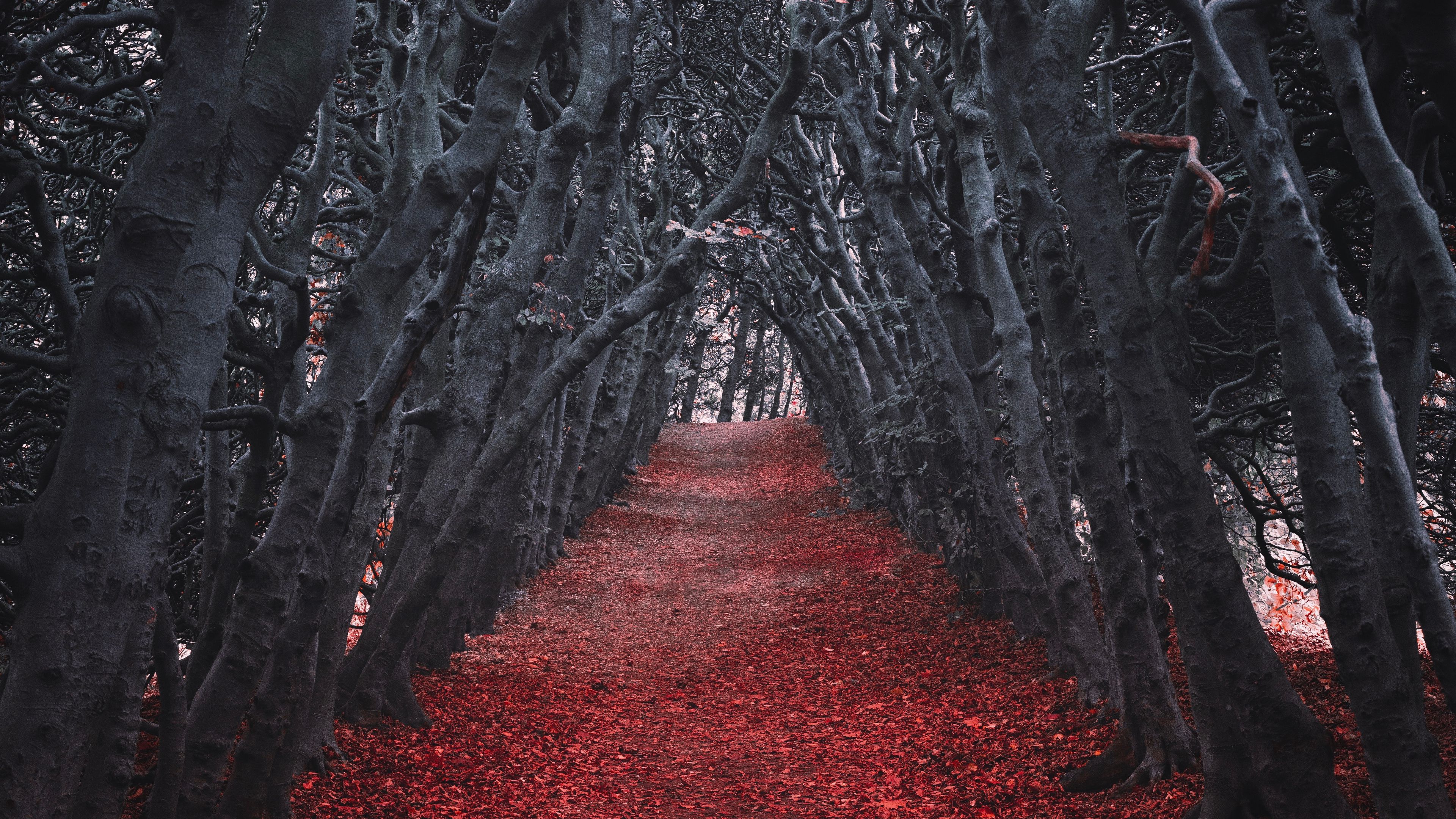 walkway, trees, alley, nature, autumn, 4k, HD Wallpaper