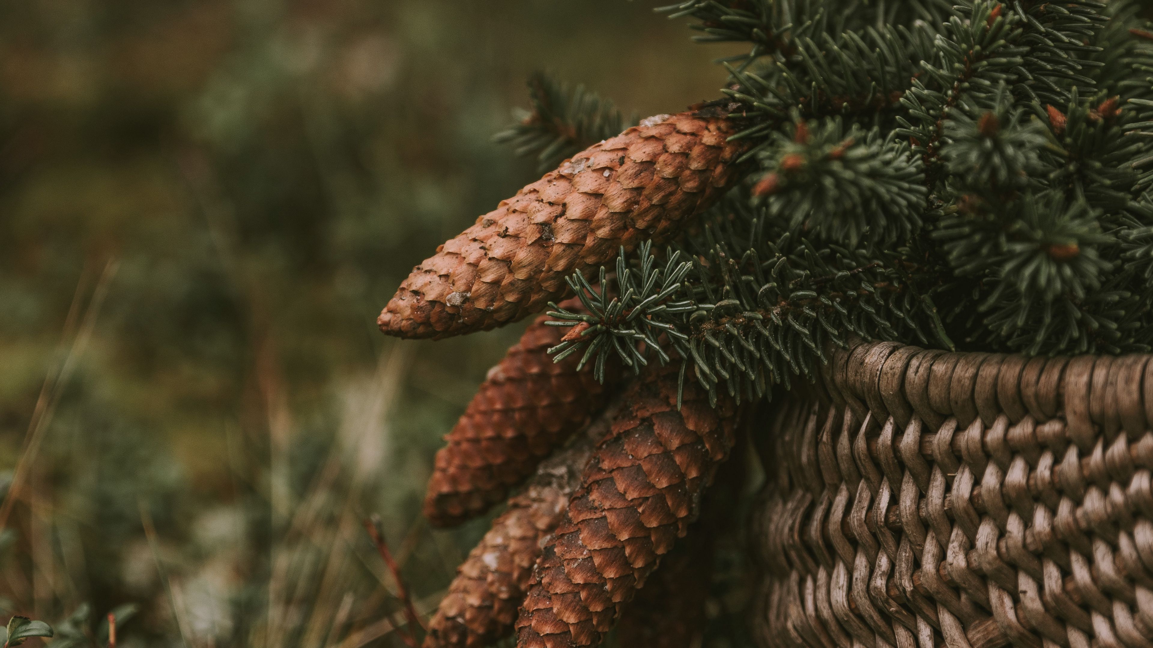 cones, spruce, branches, needles, basket, 4k, HD Wallpaper