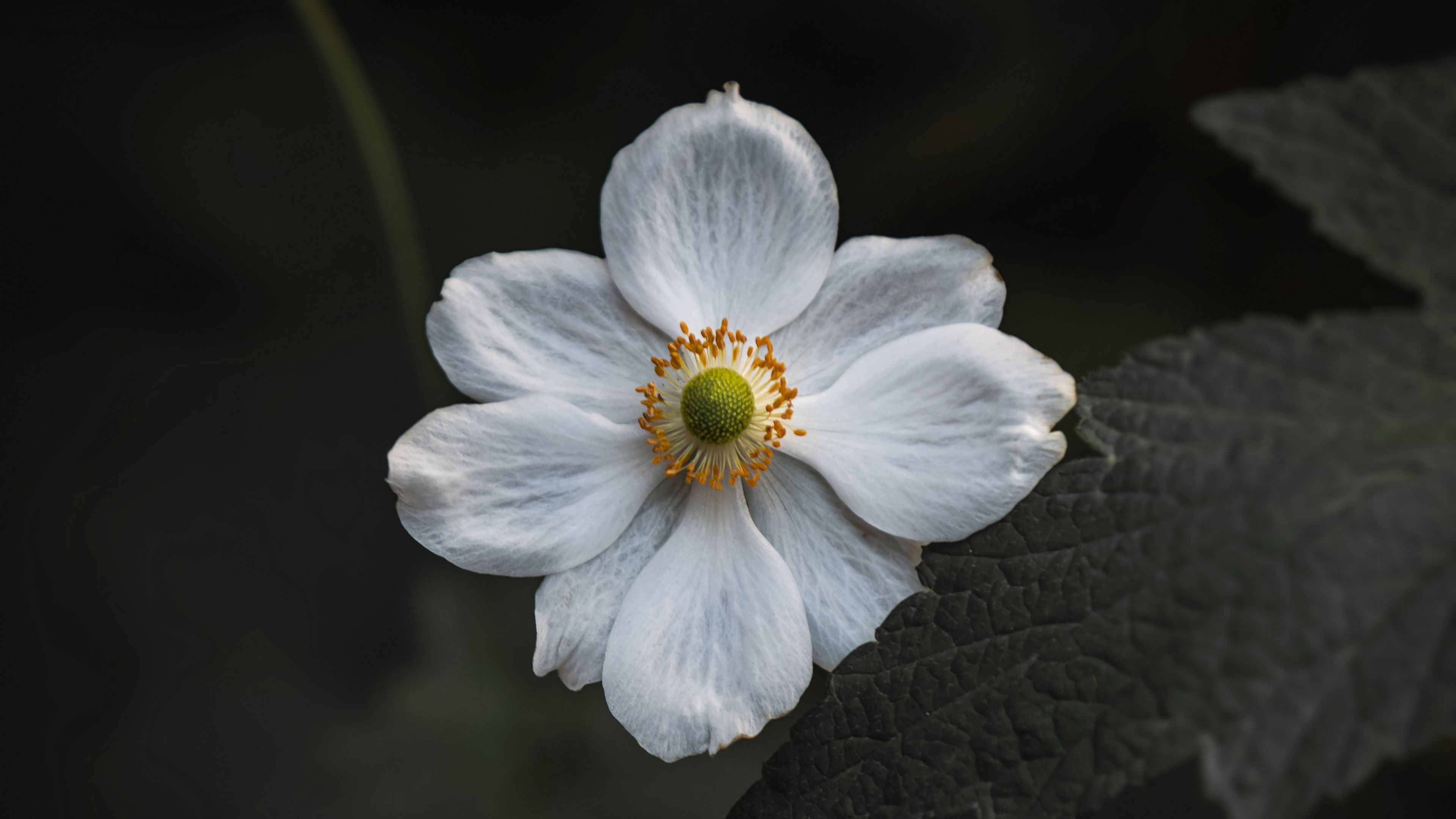 anemone, flower, white, bloom, macro, close-up, 4k, HD Wallpaper