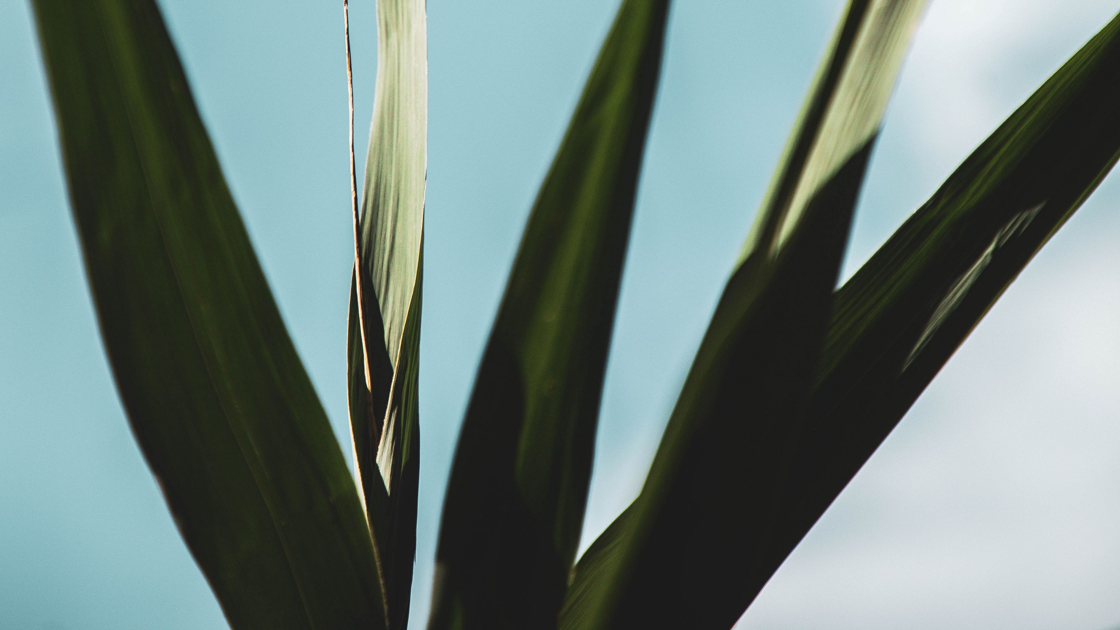 plant, leaves, green, macro, close-up, 4k, HD Wallpaper