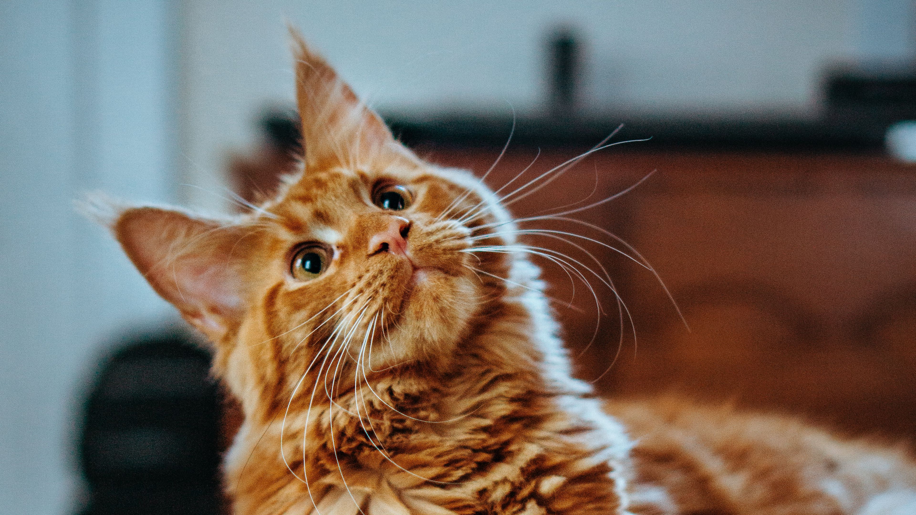 cat, maine coon, fluffy, glance, pet, 4k, HD Wallpaper