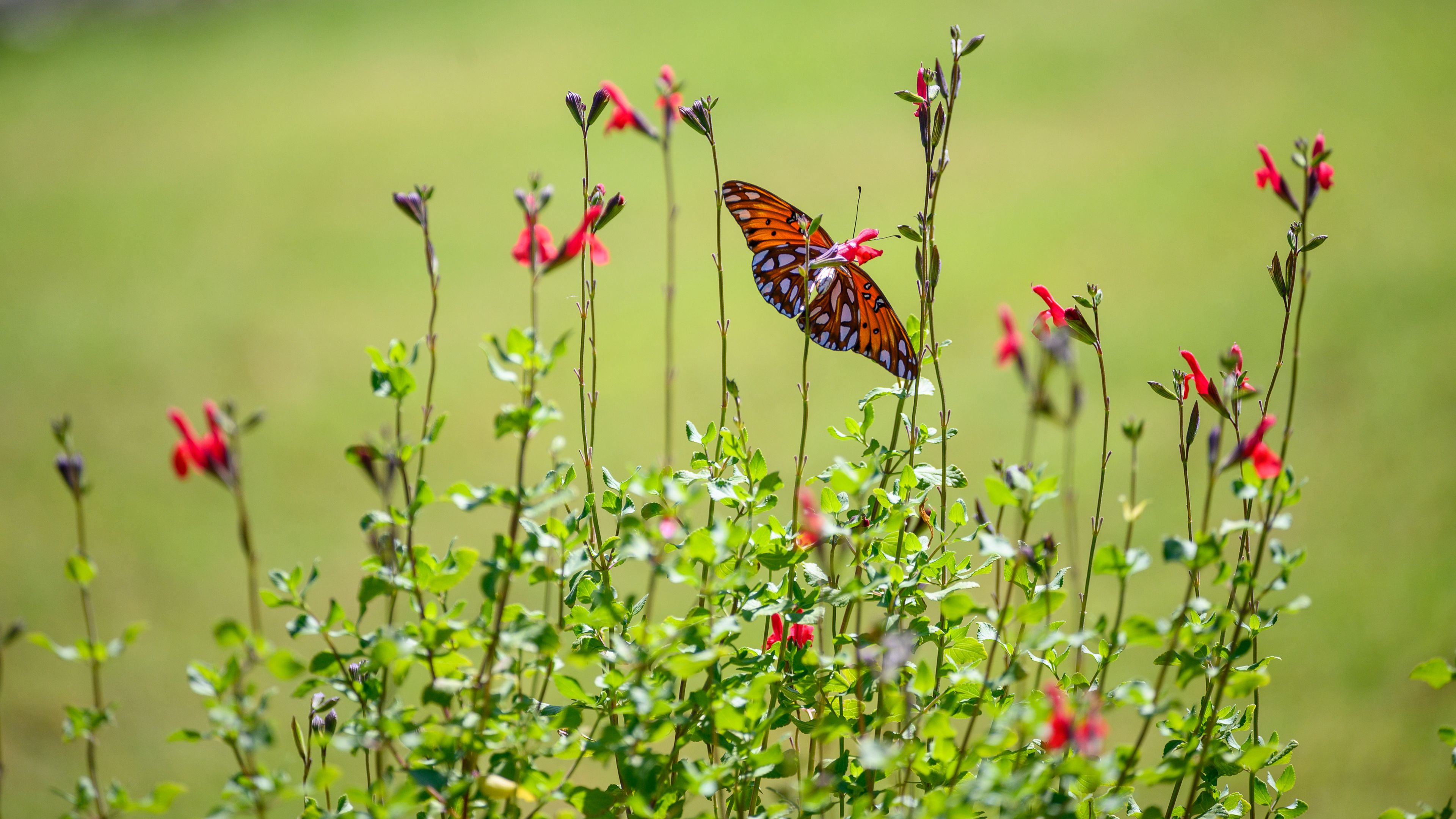 fritillary butterfly, butterfly, flowers, plants, 4k, HD Wallpaper