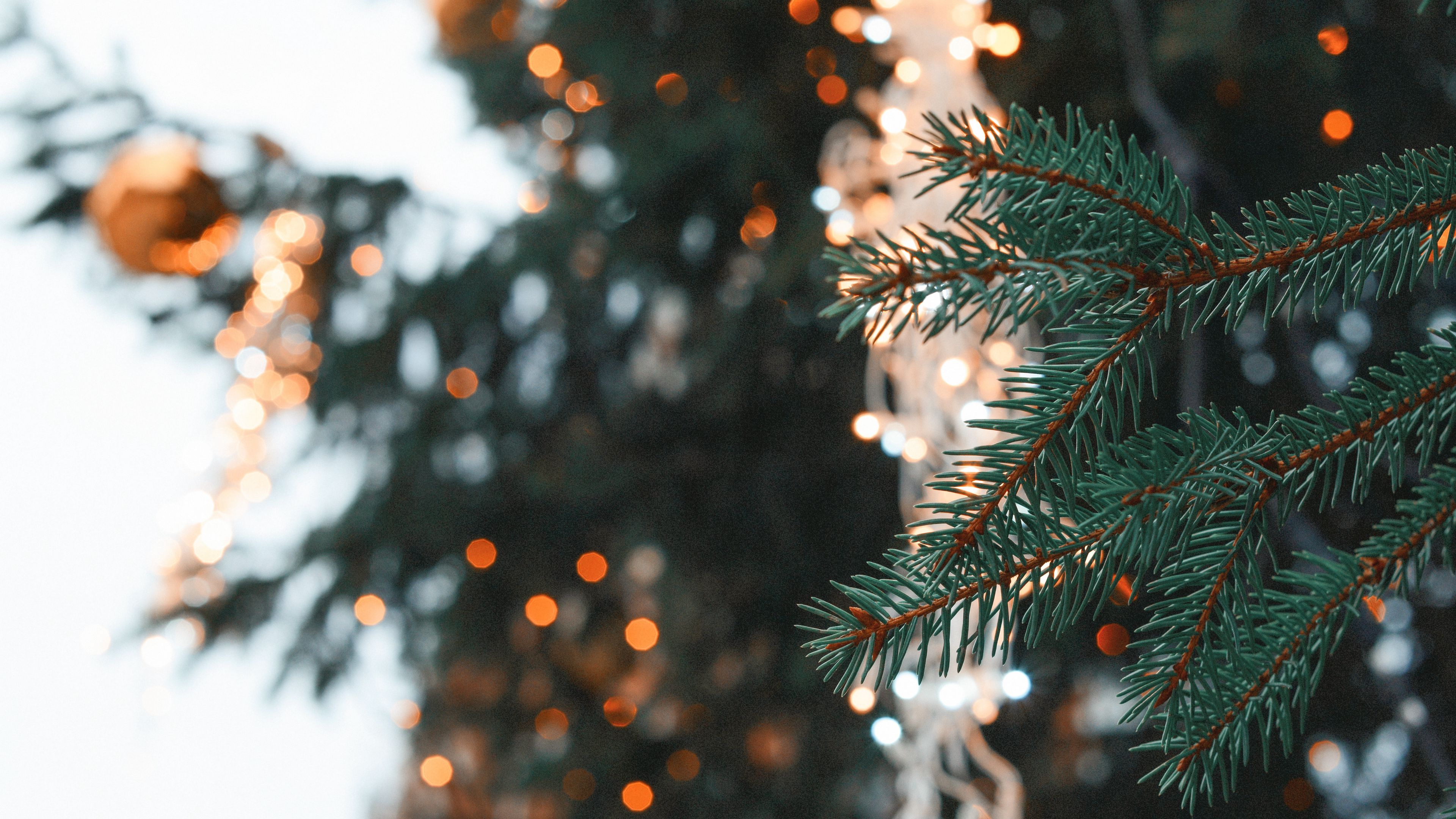 spruce, branch, needles, christmas, new year, glare, 4k, HD Wallpaper