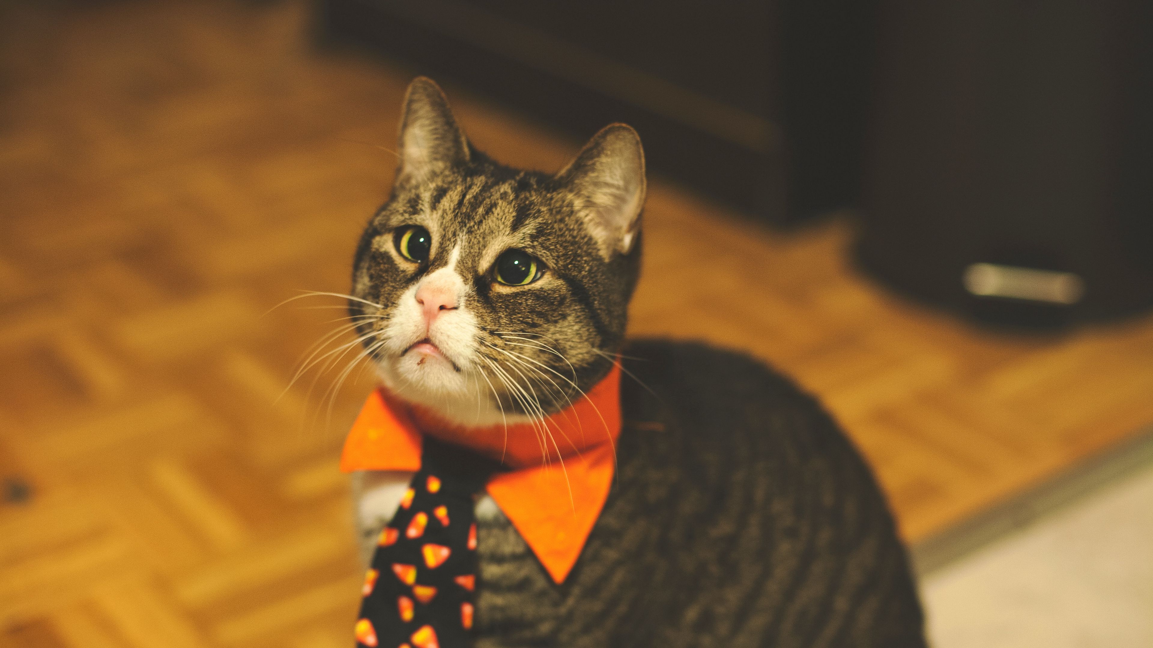 cat, tie, pet, funny, 4k, HD Wallpaper
