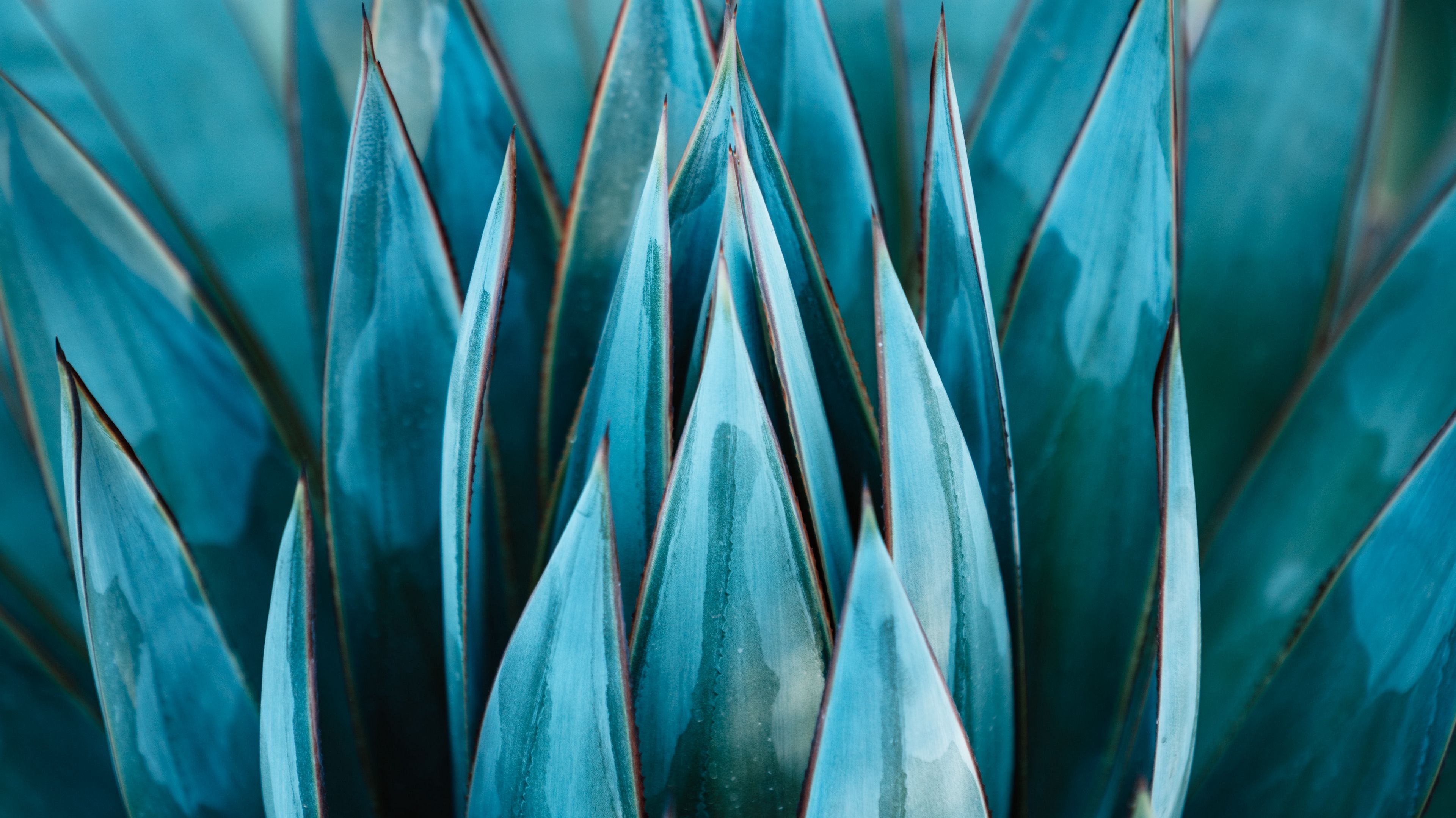 succulent, plant, leaves, flower, 4k, HD Wallpaper