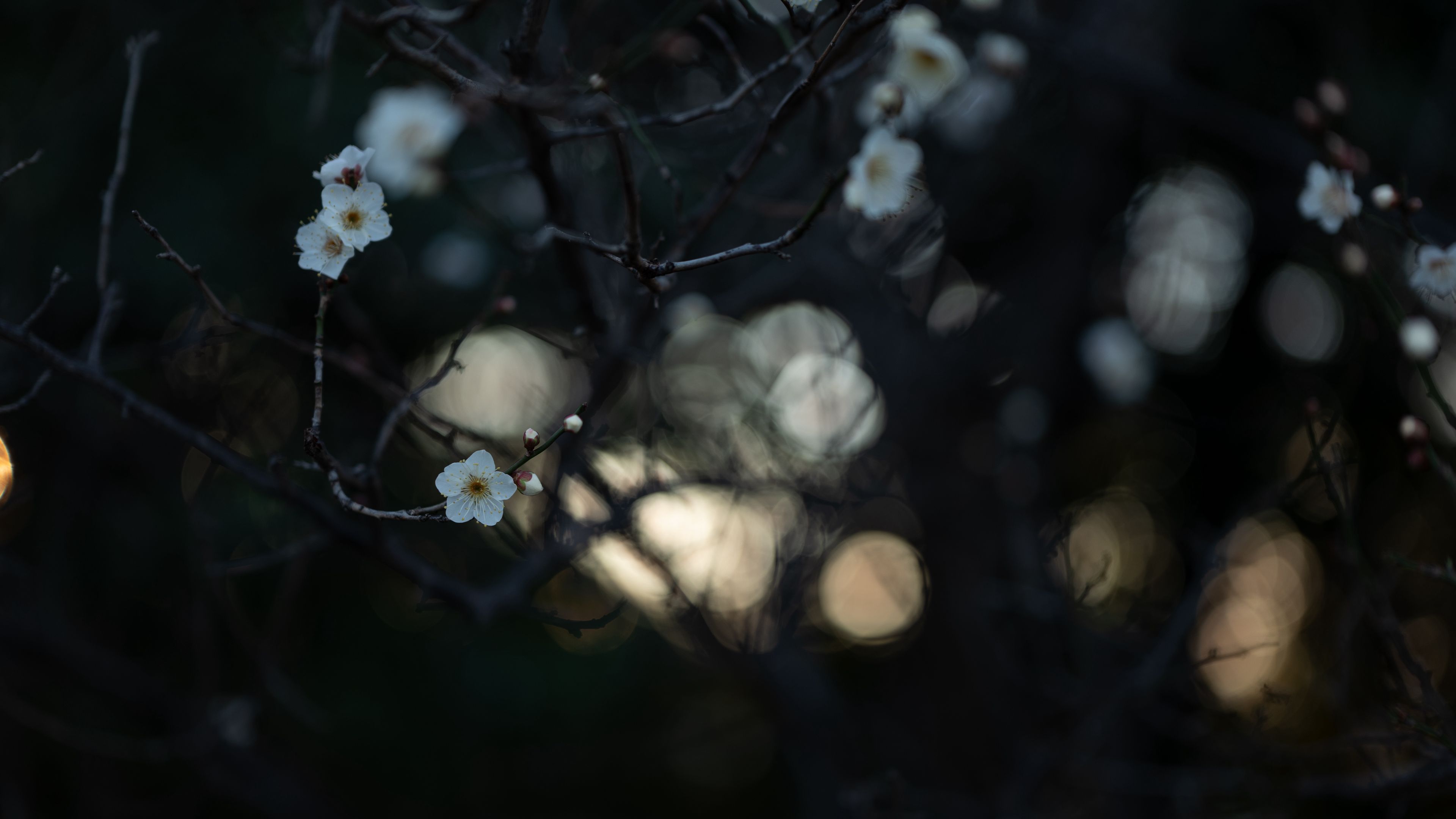 flowers, white, branches, macro, bloom, 4k, HD Wallpaper