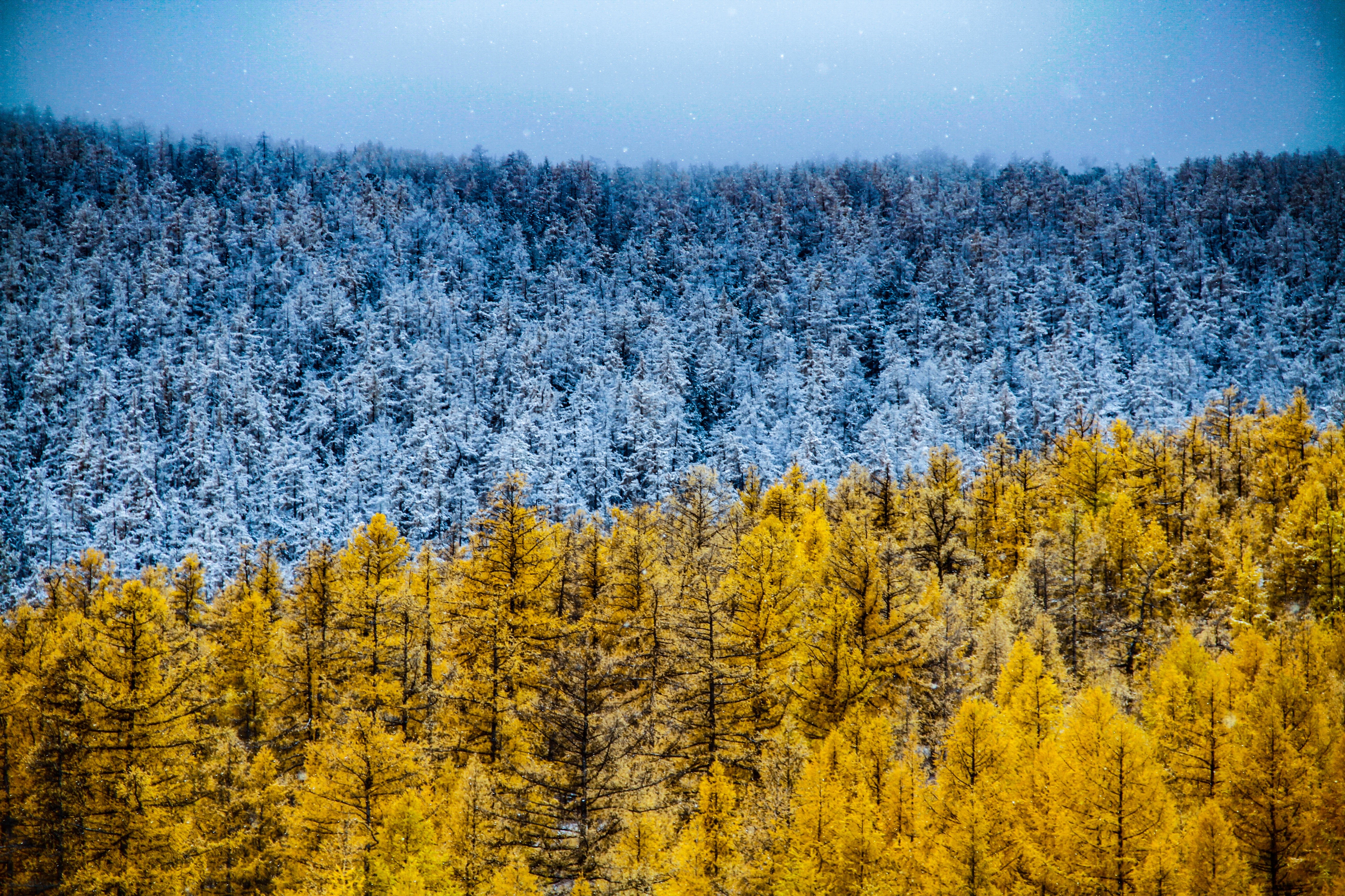winter, autumn, nature, hd, 4k, 5k, trees, HD Wallpaper