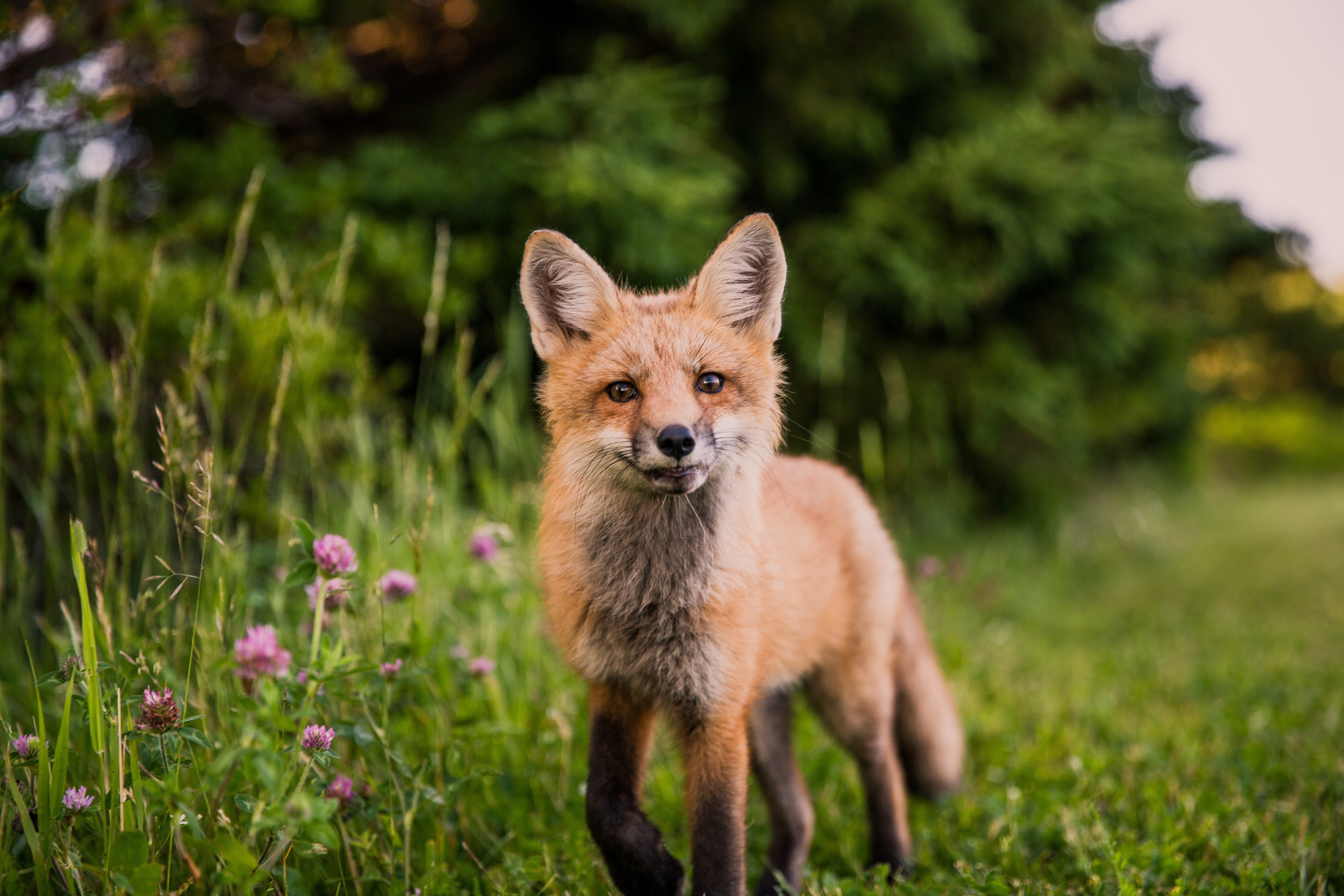 fox, animals, hd, 4k, 5k, HD Wallpaper
