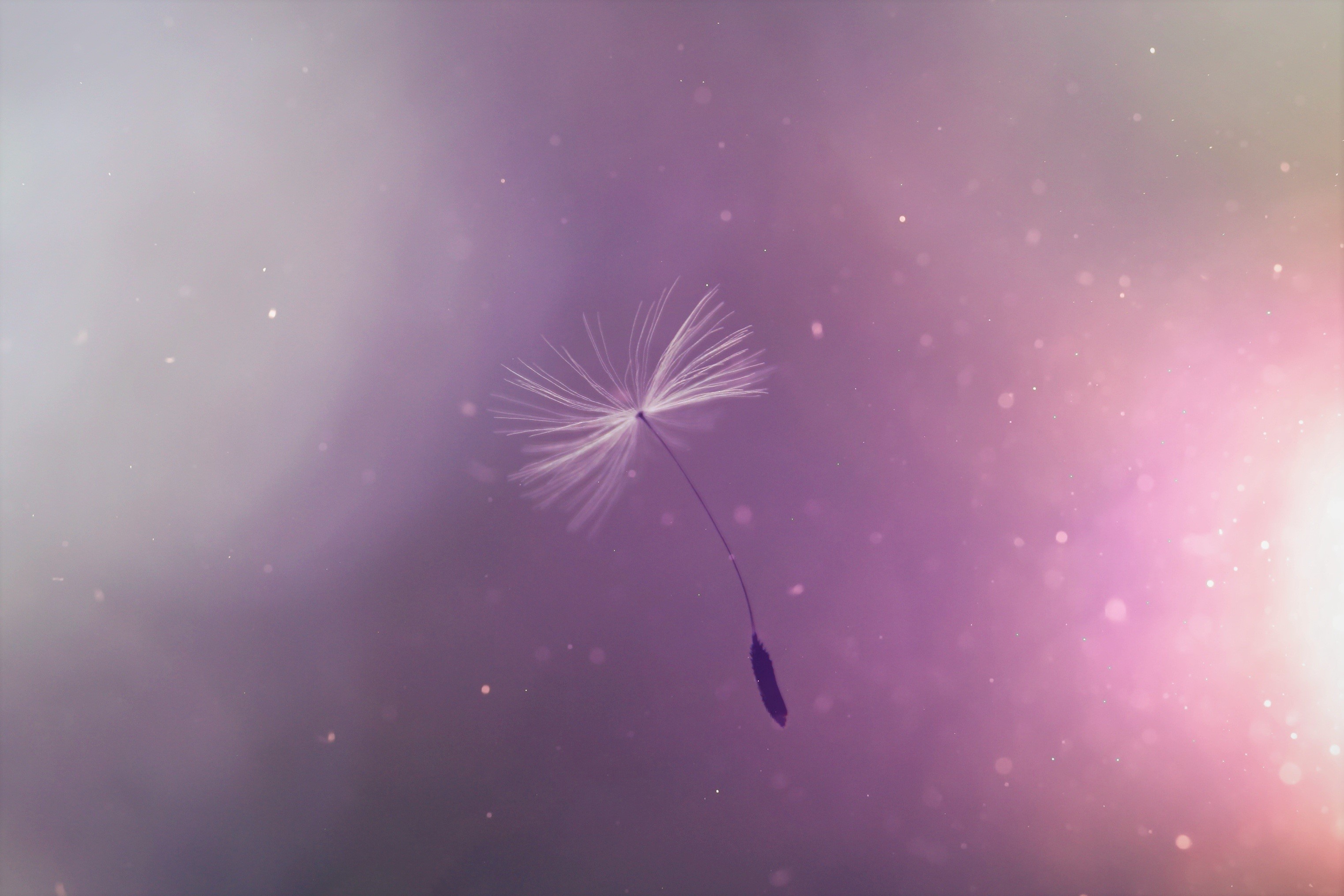 dandelion, flowers, hd, 4k, HD Wallpaper