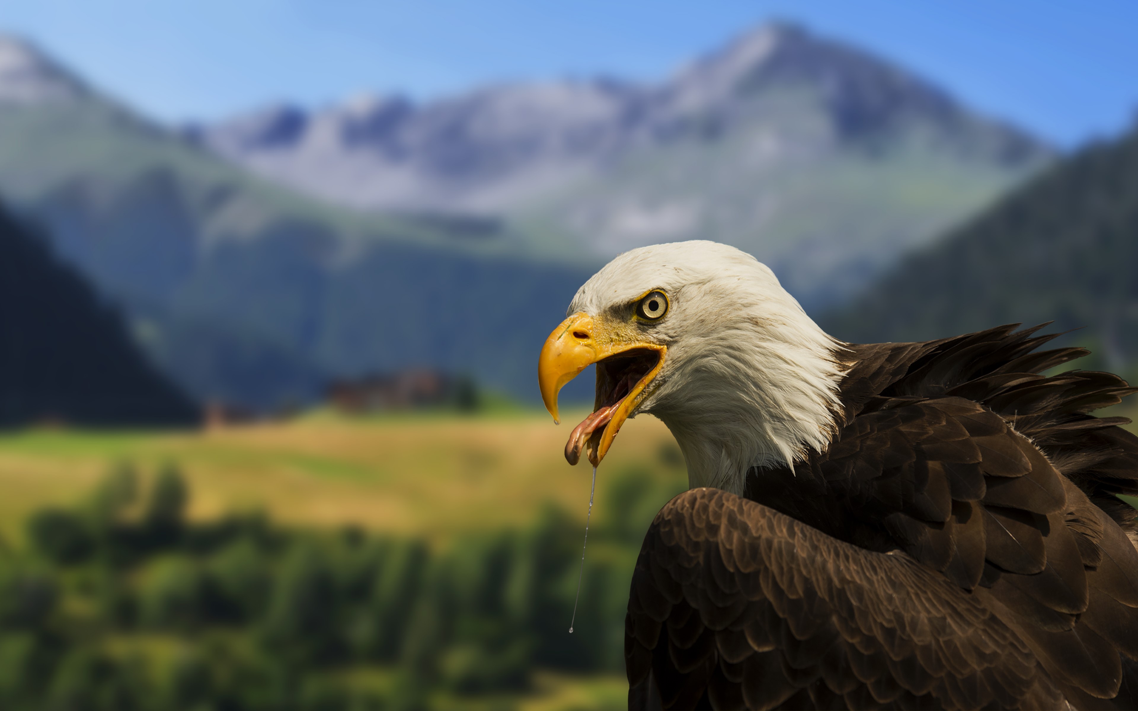 hawk, birds, predator, hd, 4k, HD Wallpaper