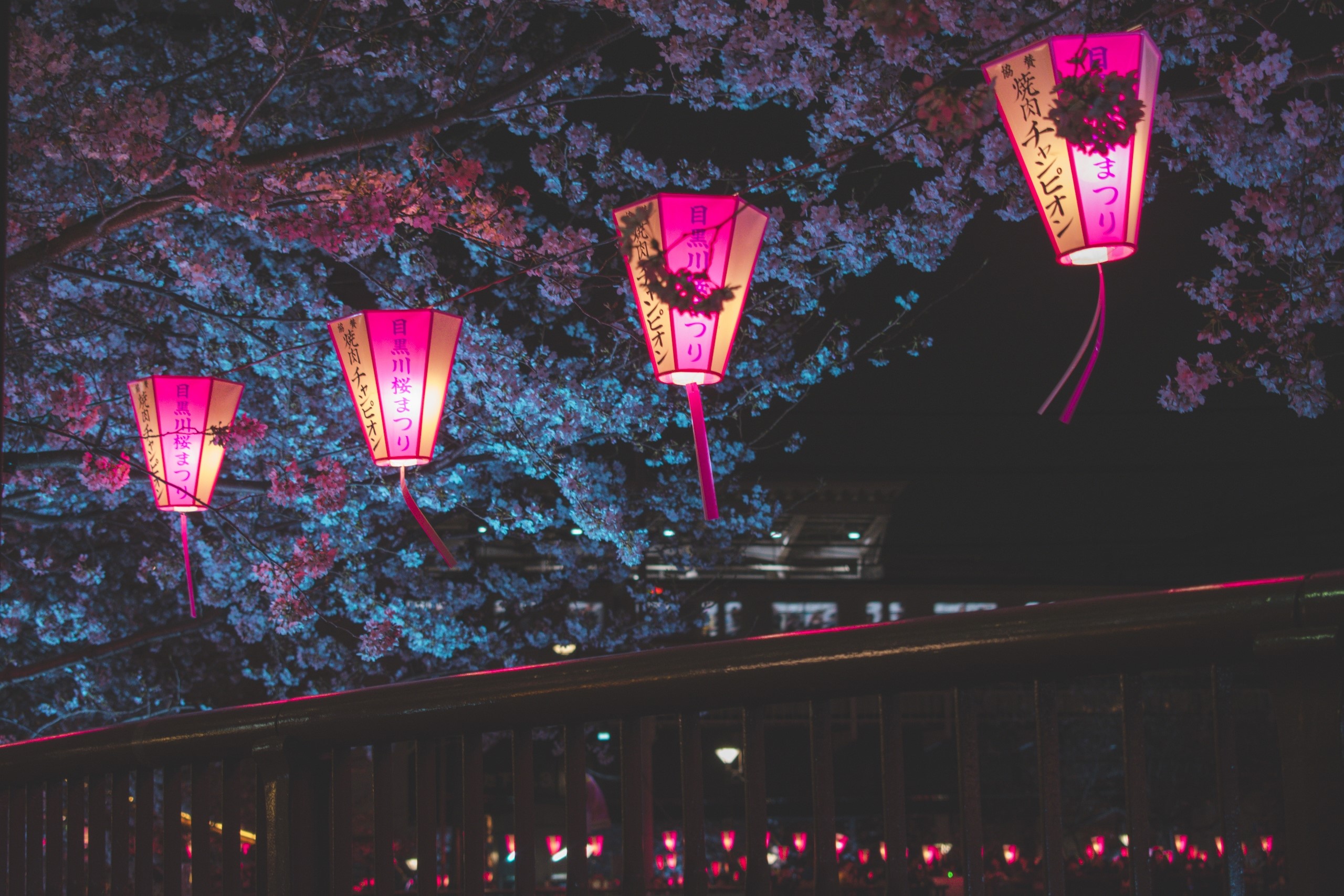 japan, lantern, cherry, blossom, trees, photography, hd, HD Wallpaper