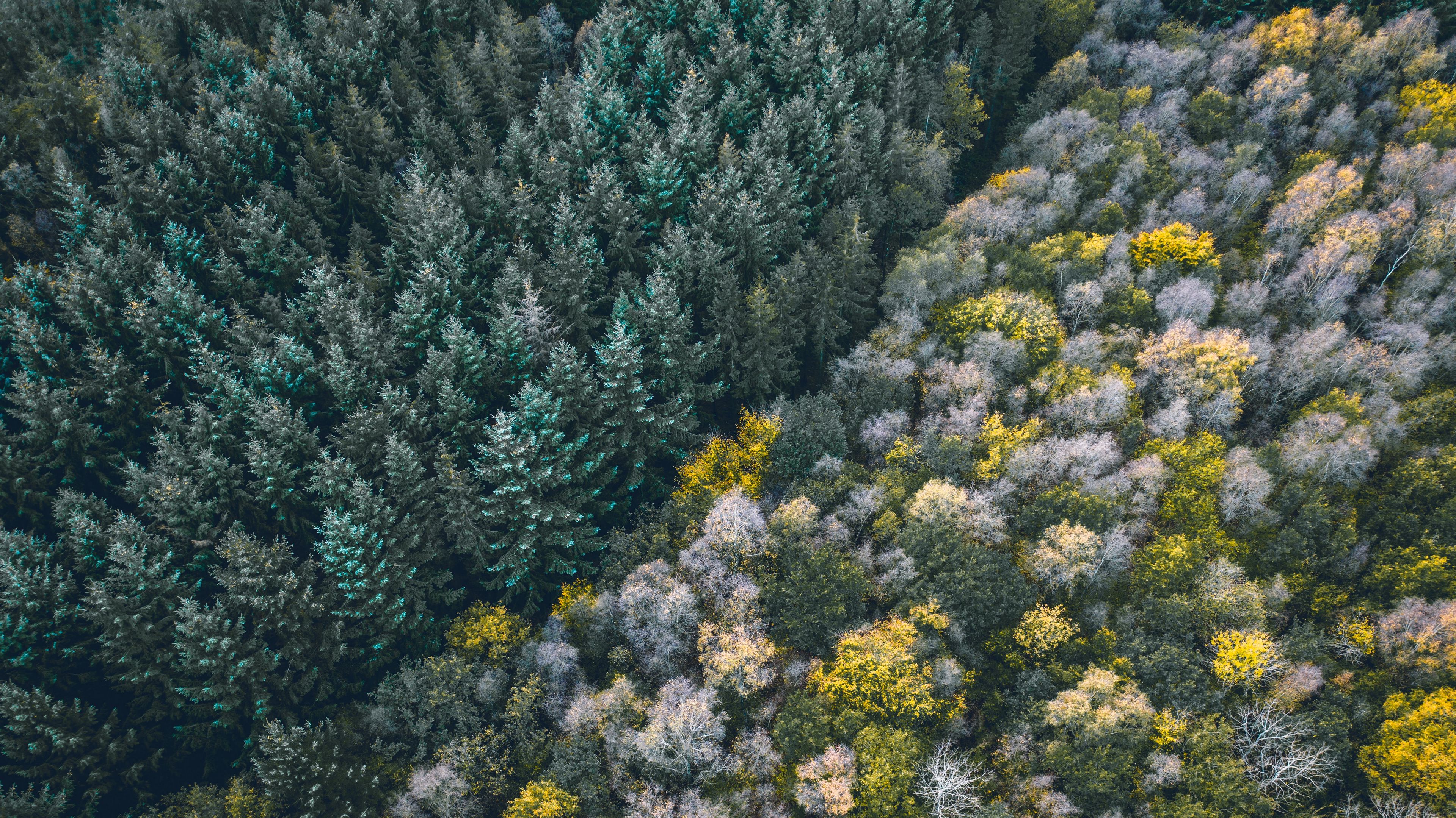 forest, aerial view, trees, treetops, edge, 4k, HD Wallpaper