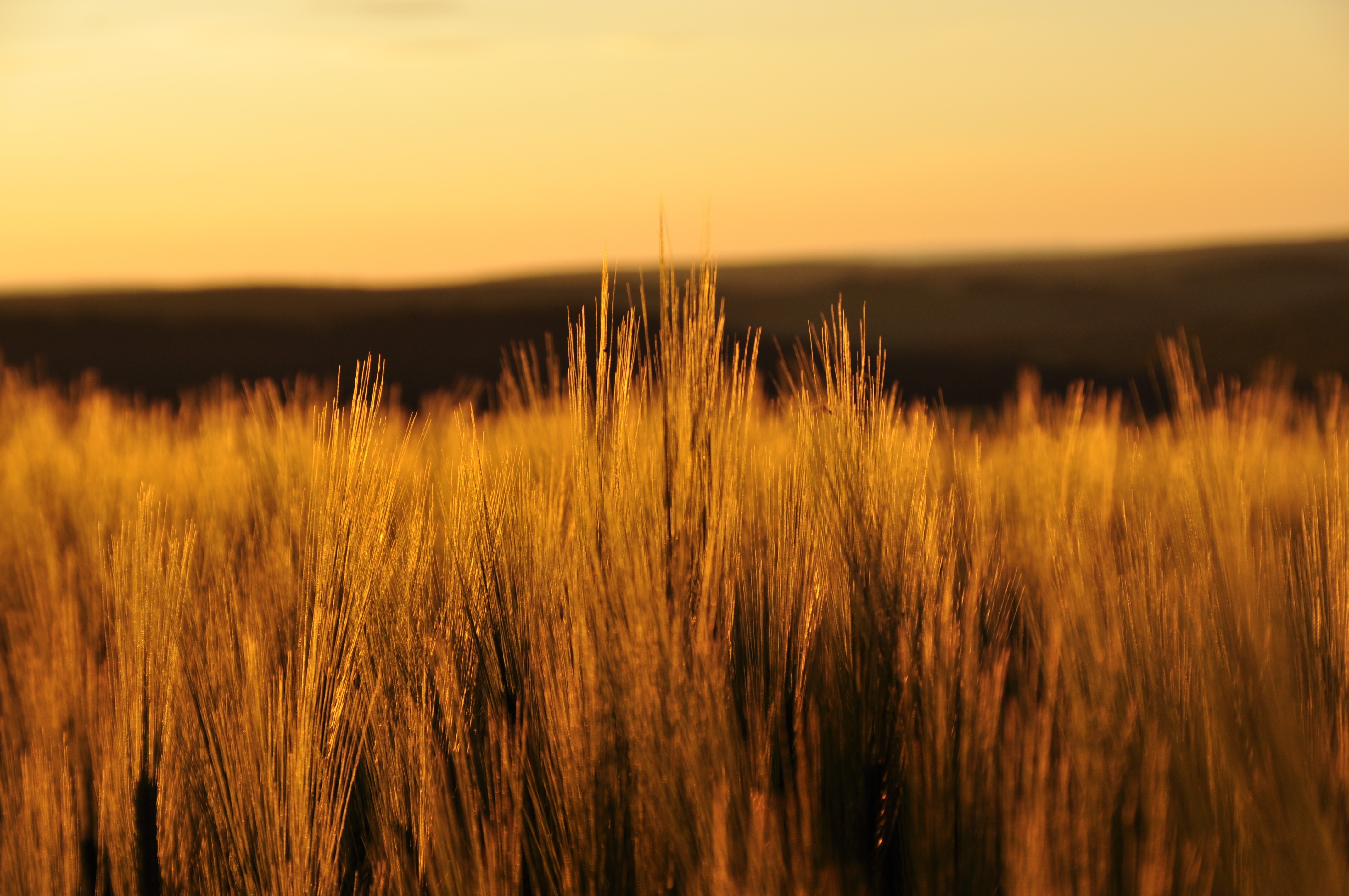 fields, nature, hd, 4k, HD Wallpaper
