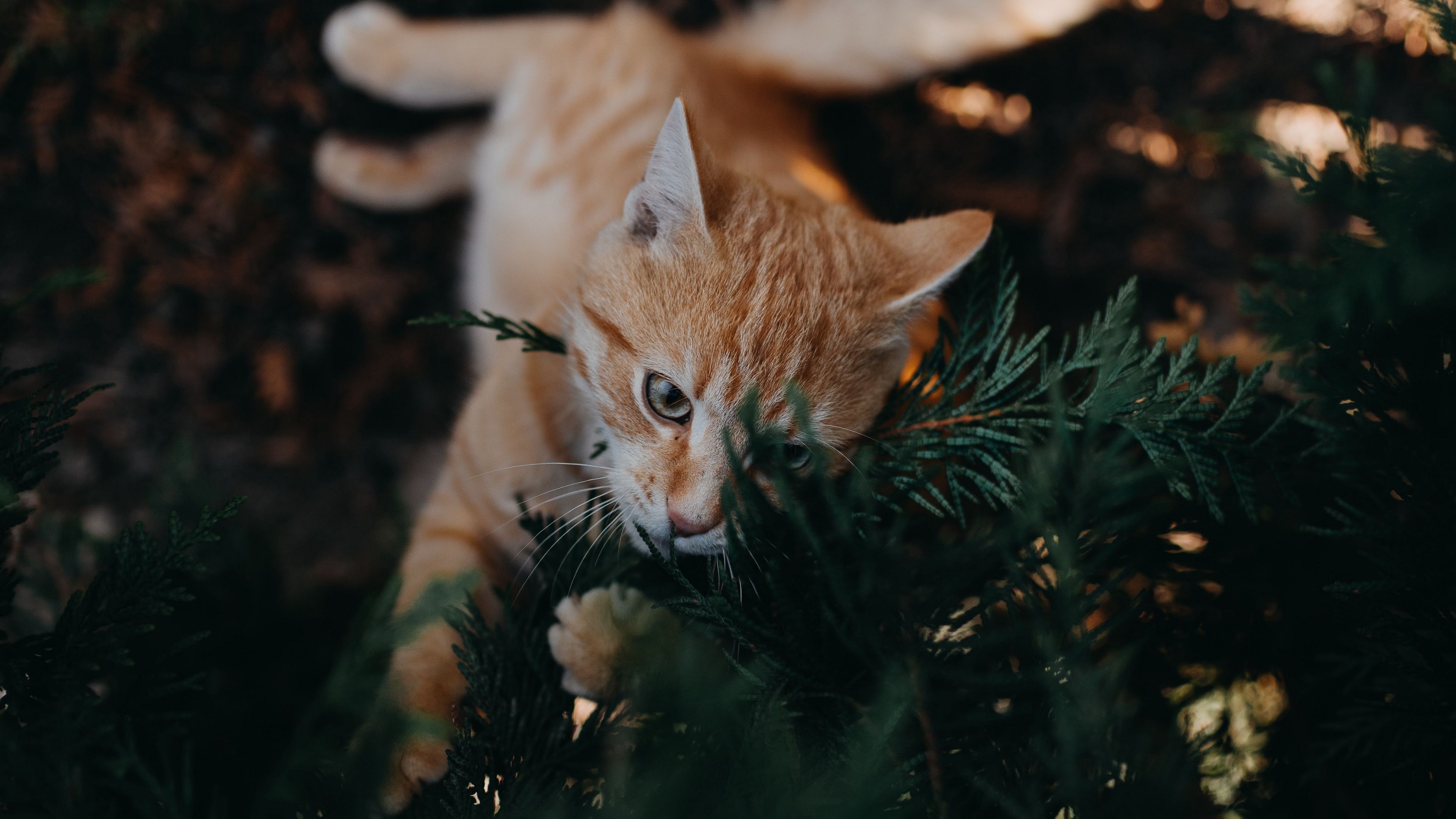 cat, branch, cute, playful, pet, 4k, HD Wallpaper