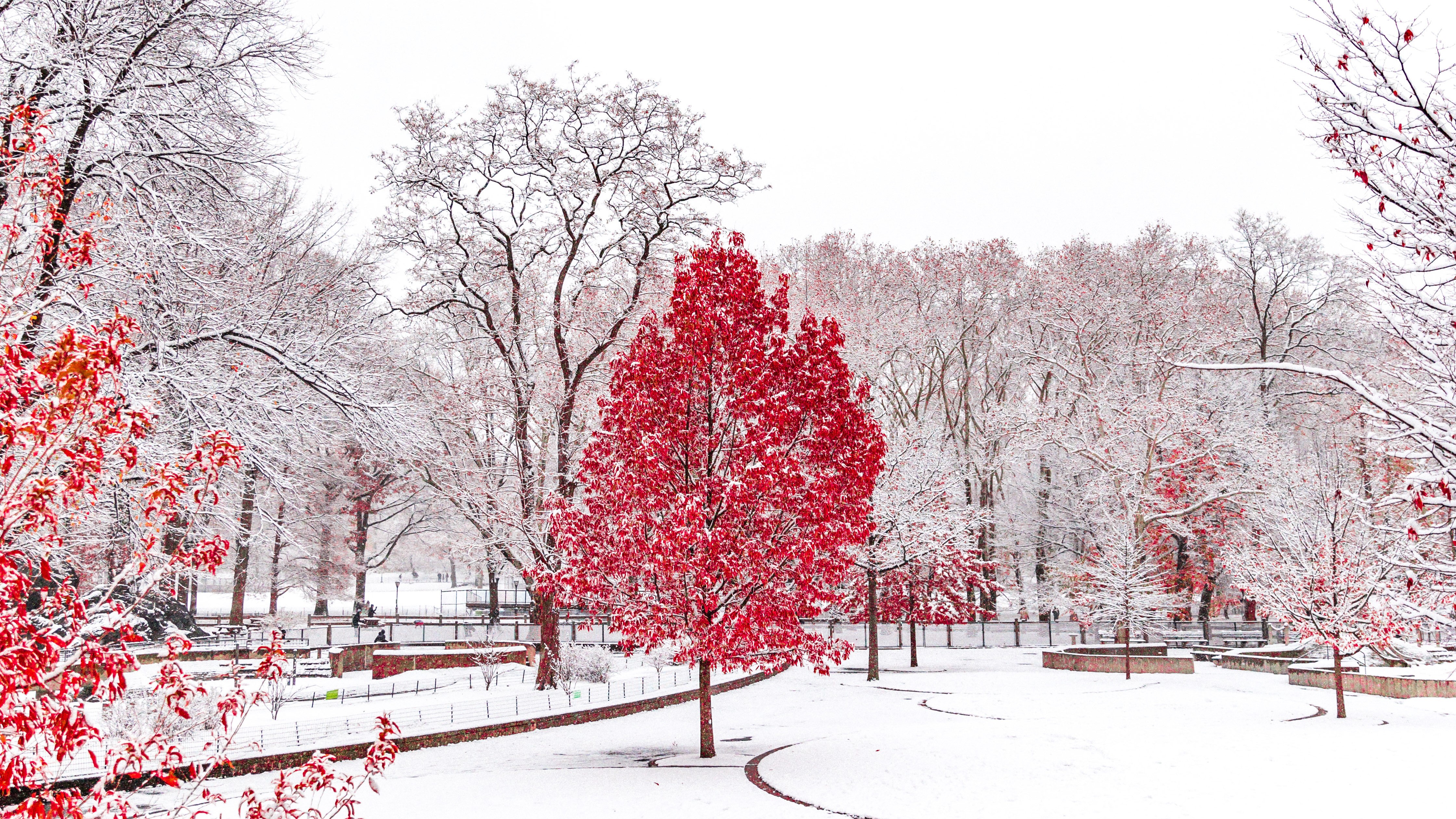 winter, nature, hd, 4k, 5k, autumn, HD Wallpaper