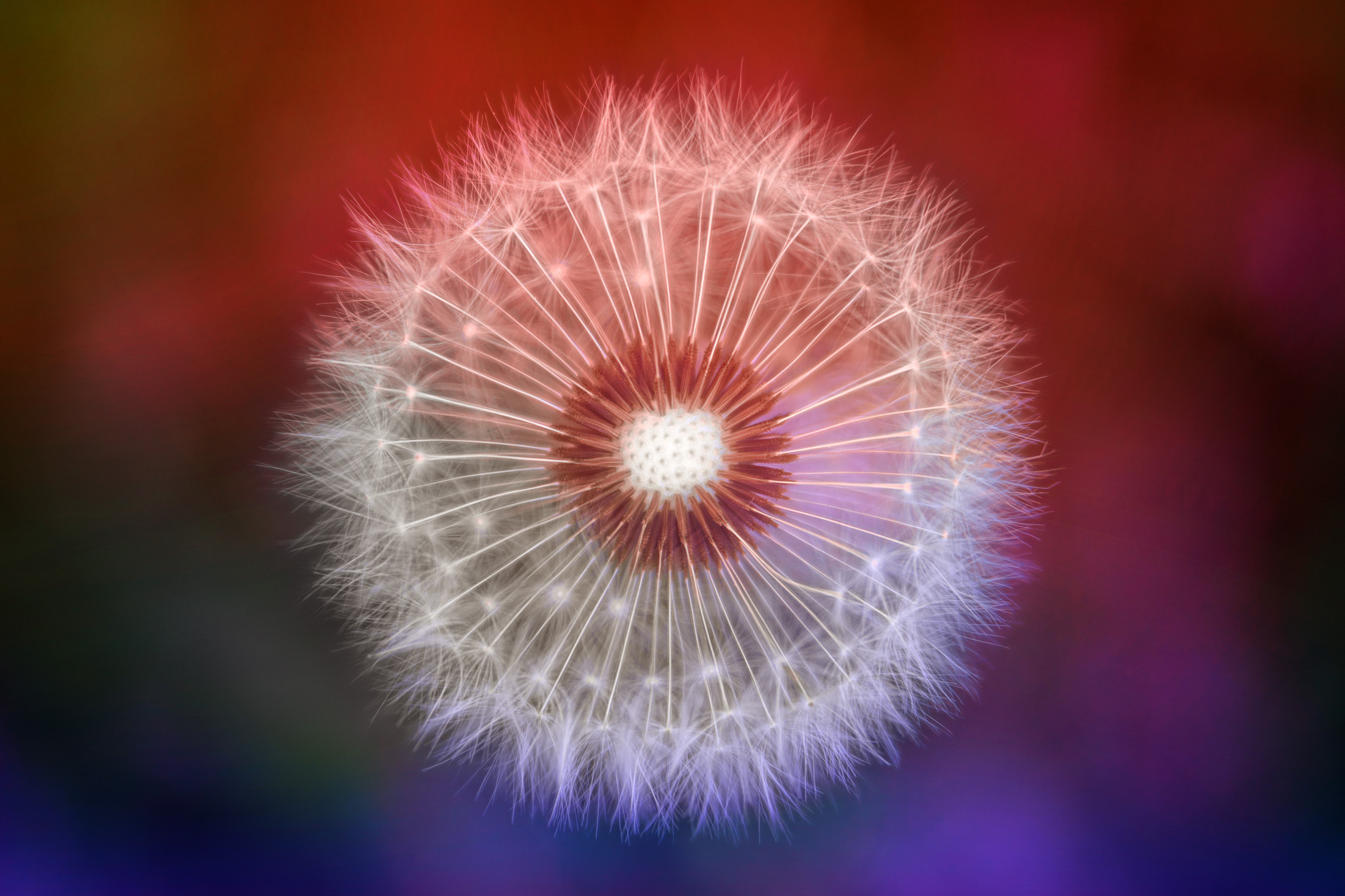 dandelion, plant, flowers, nature, hd, 4k, macro, 5k, HD Wallpaper