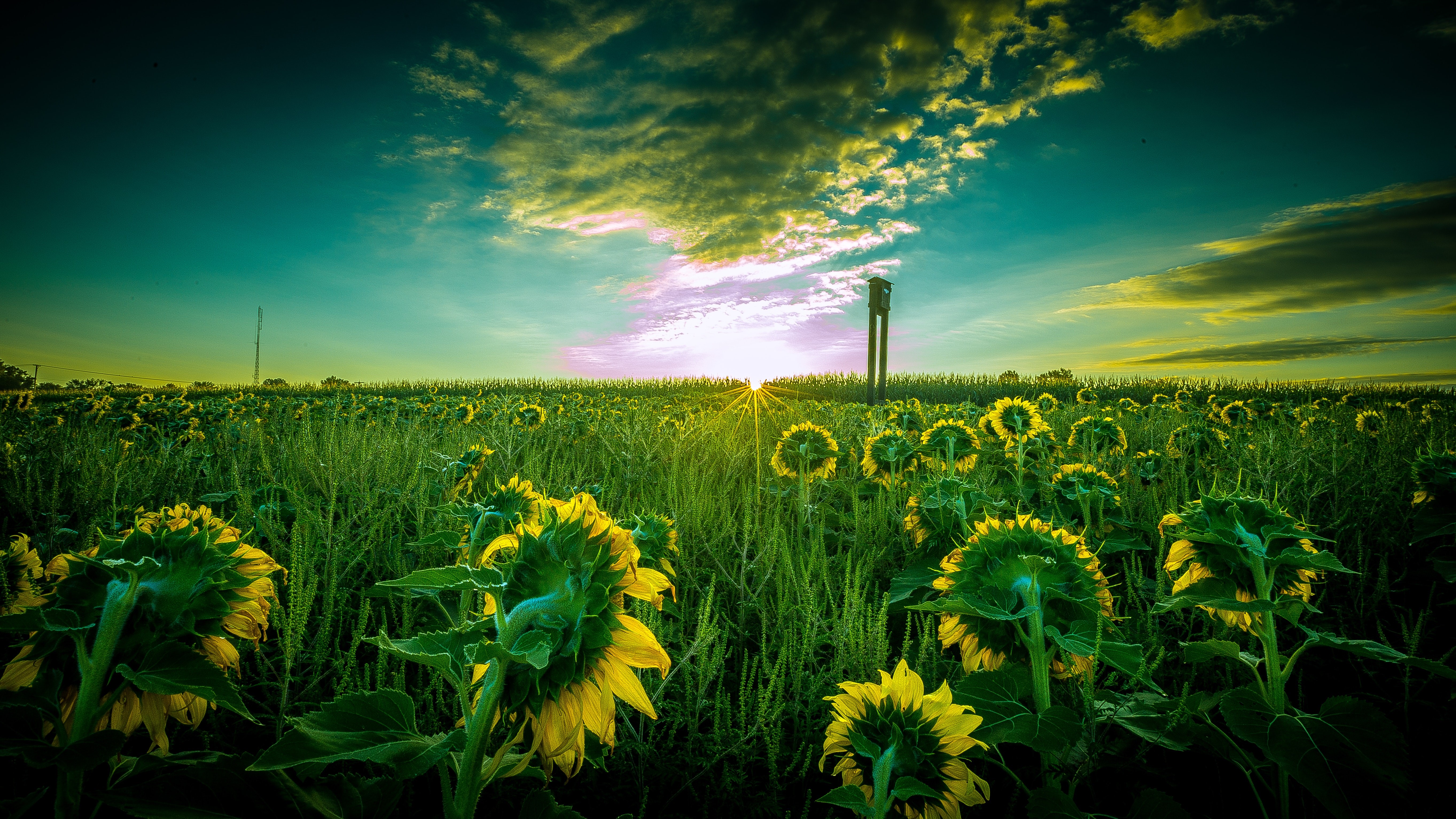nature, field, hd, 4k, 5k, HD Wallpaper