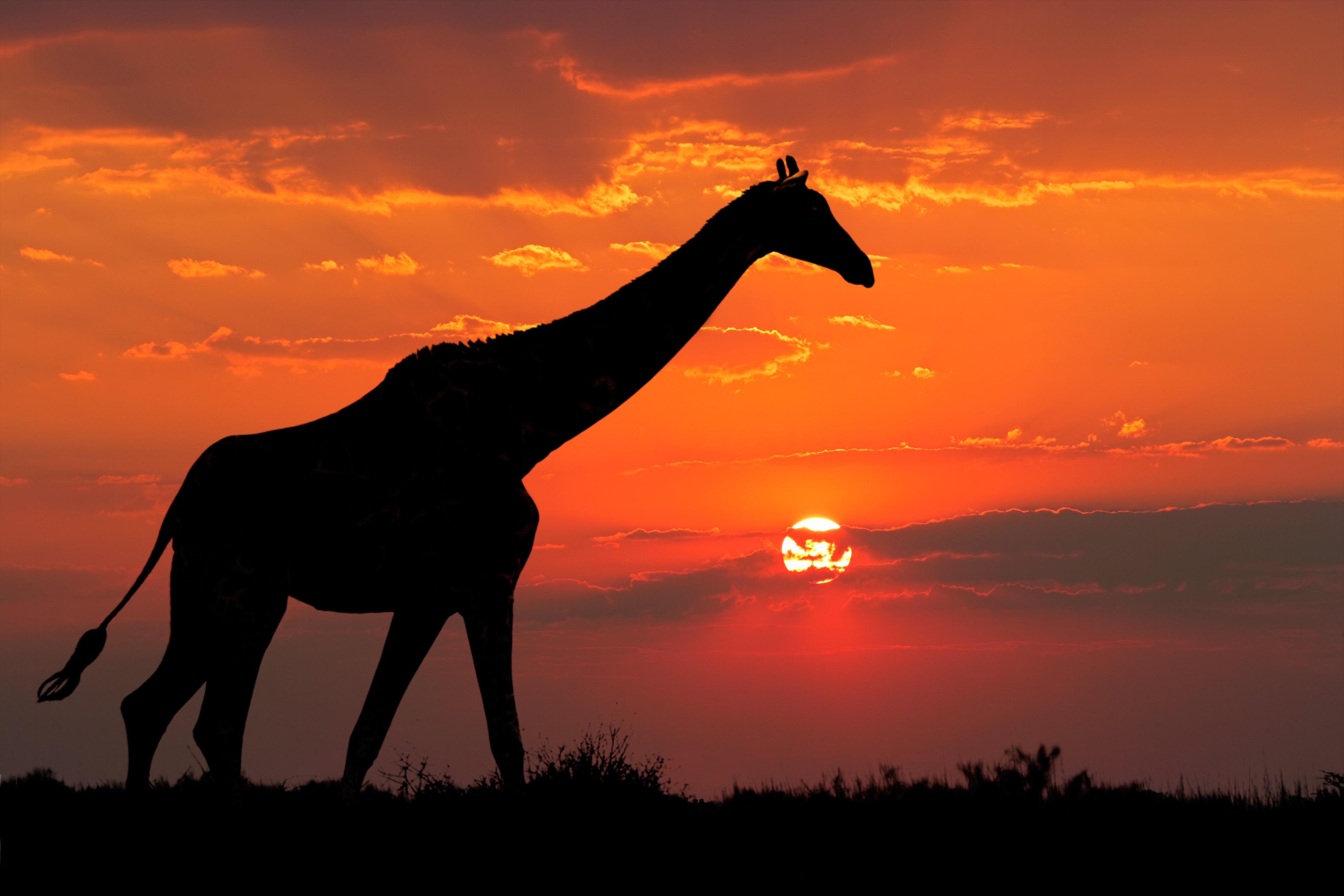 giraffe, animals, silhouette, hd, 4k, HD Wallpaper